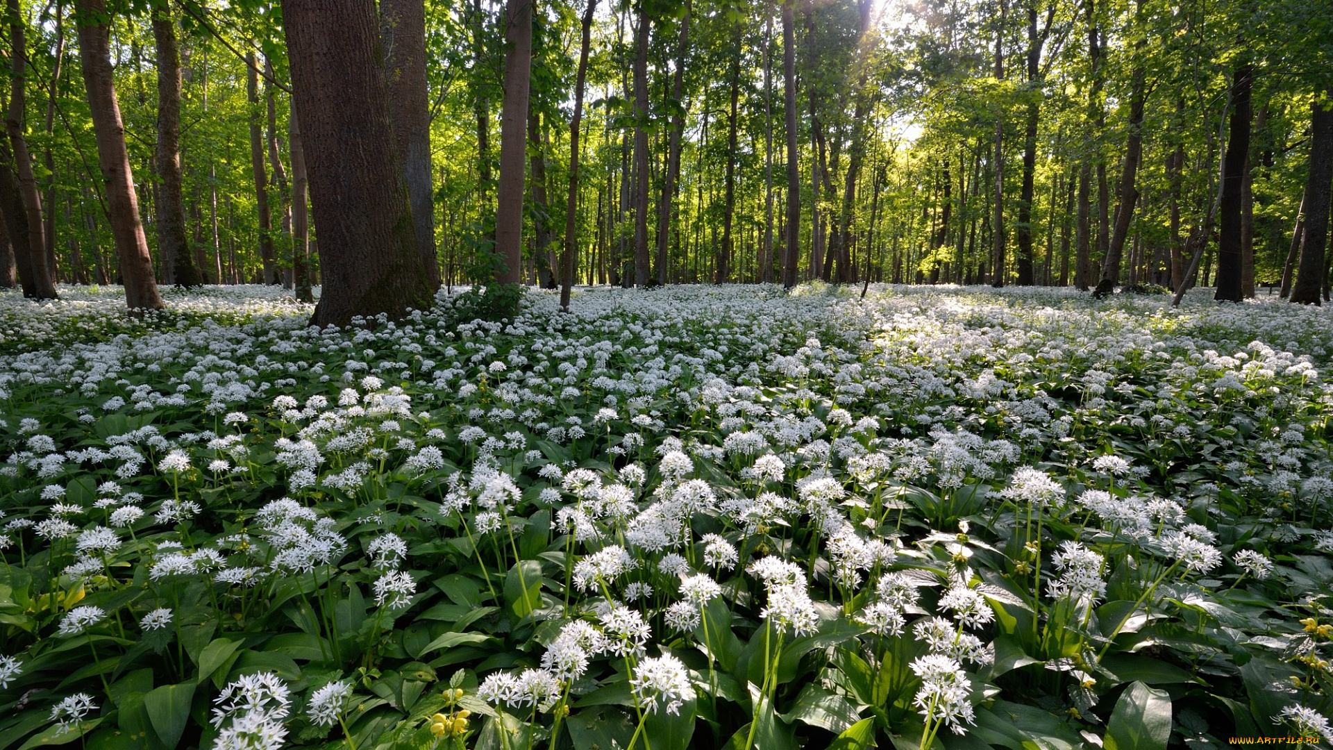 природа, лес, деревья
