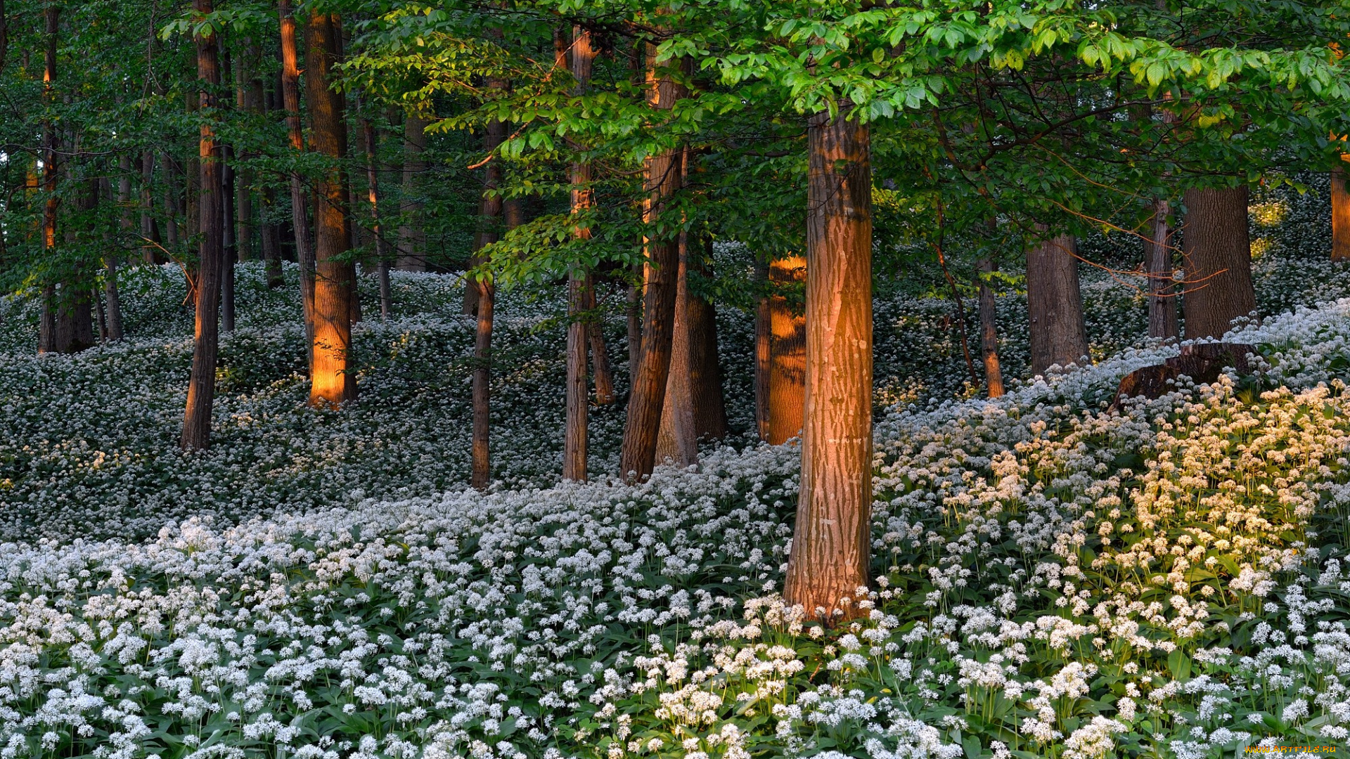 природа, лес, деревья