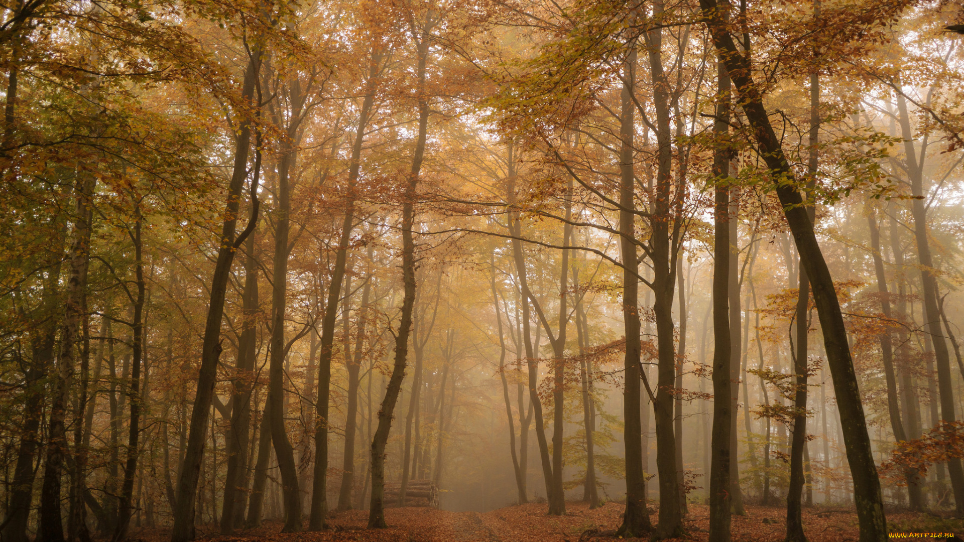 природа, лес, деревья