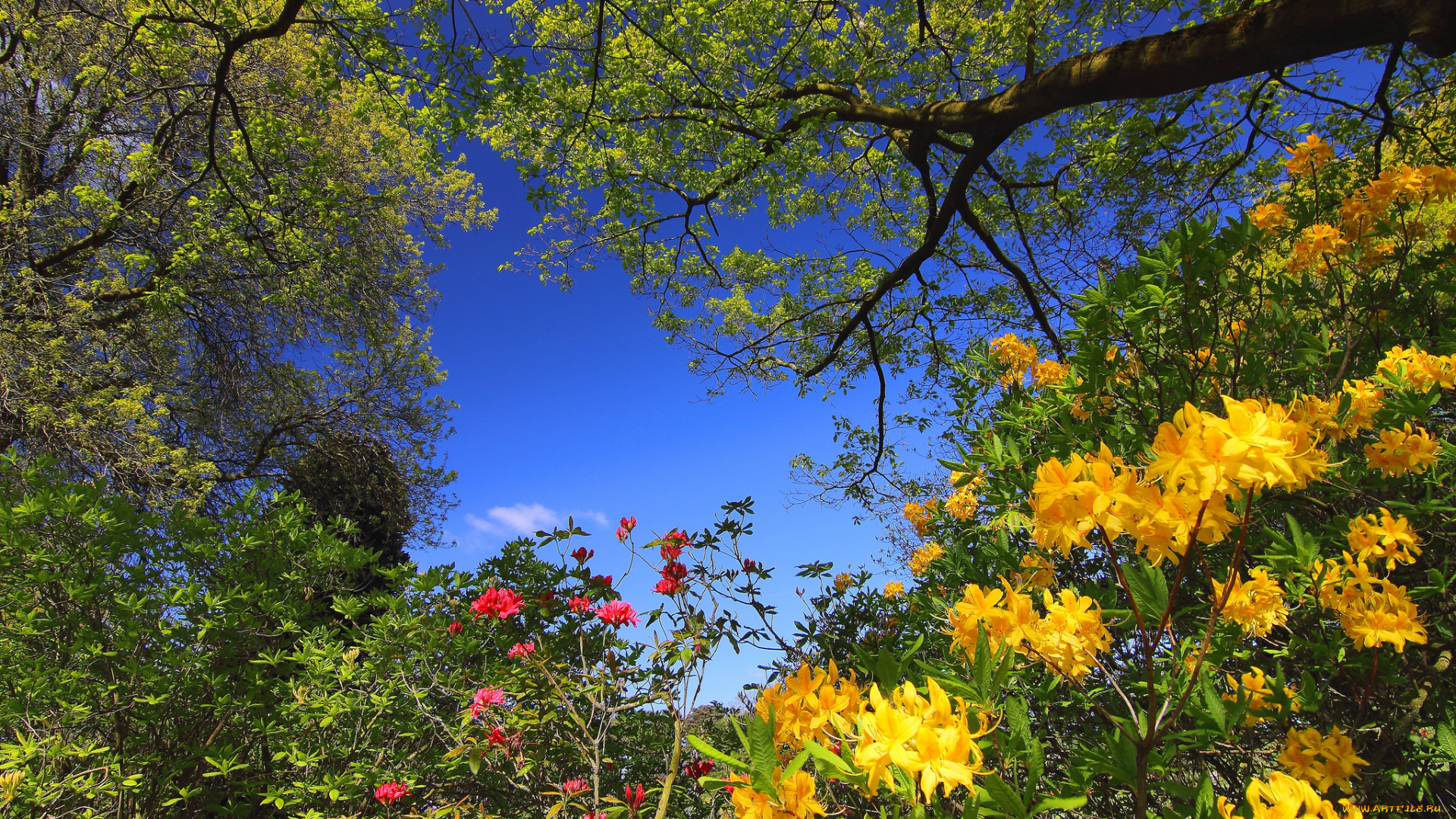 природа, лес, деревья