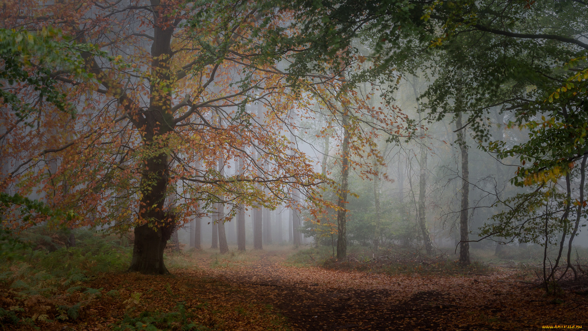 природа, лес, деревья