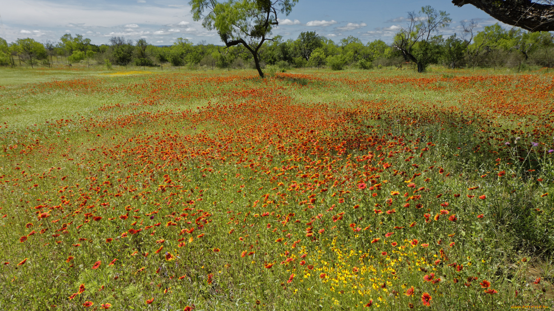природа, луга, цветы, деревья, трава