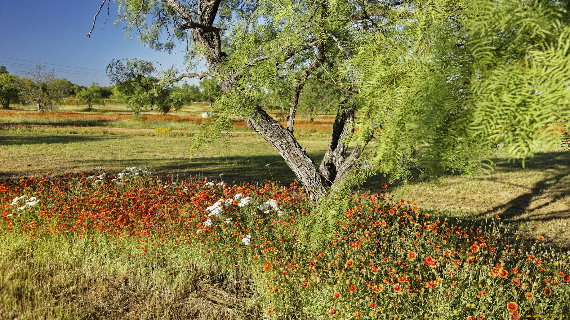 природа, луга, деревья, трава, цветы