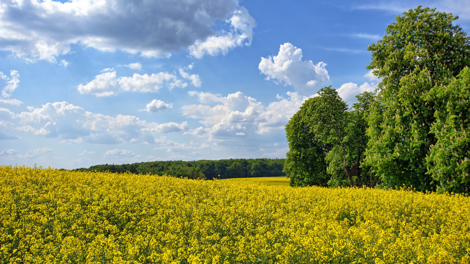 природа, пейзажи, цветы, трава, лес