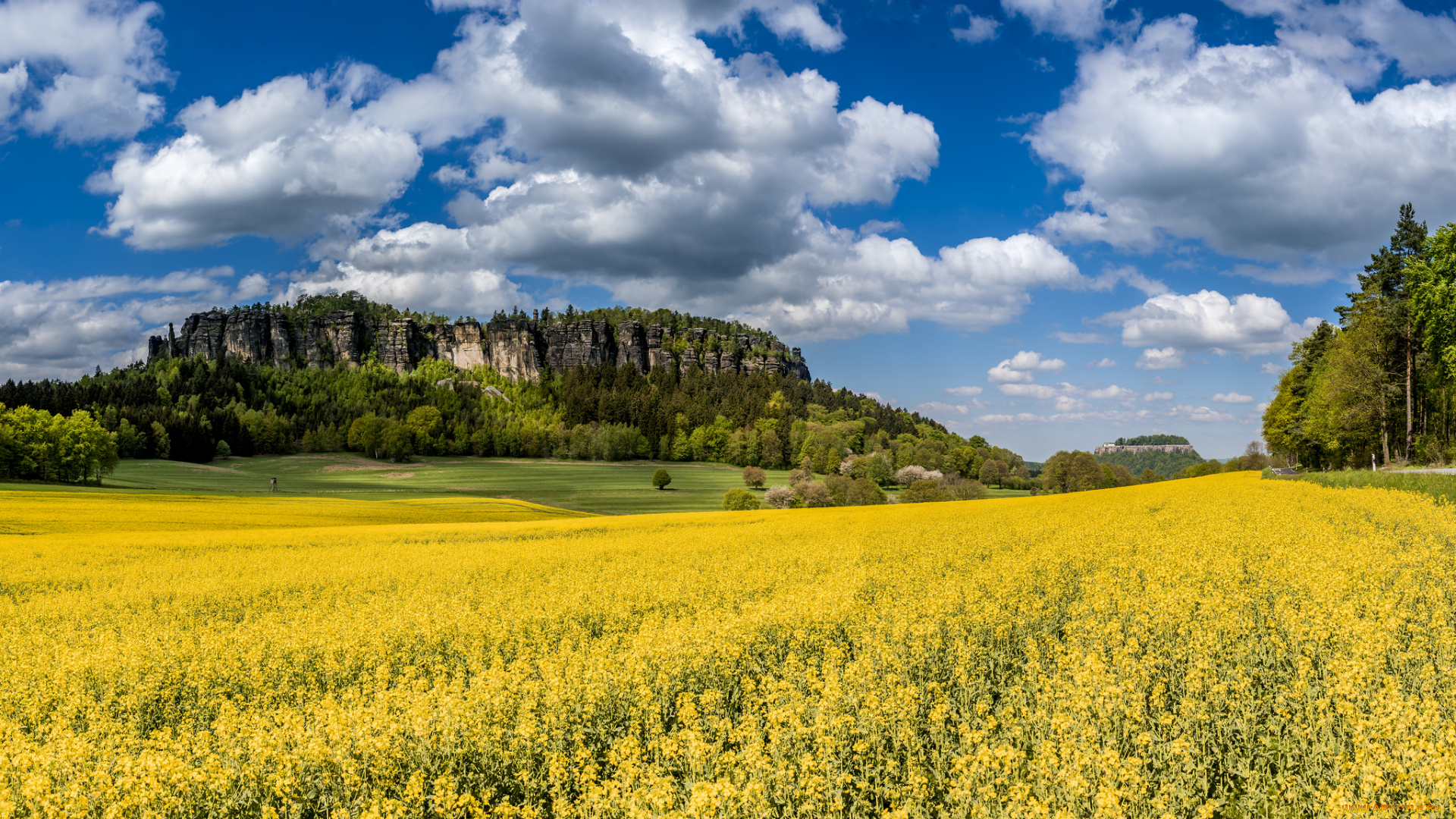 природа, пейзажи, трава, лес, цветы