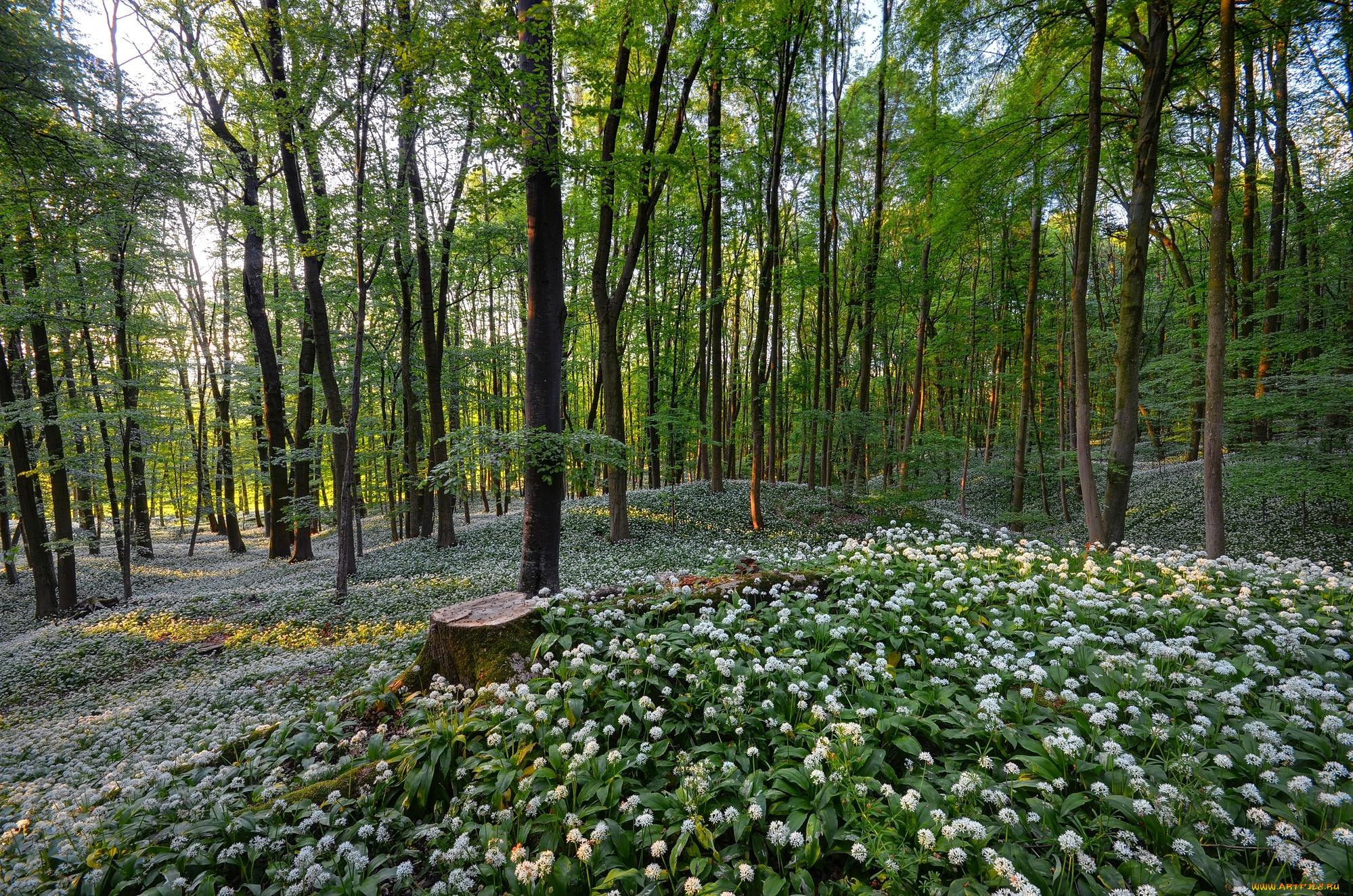 природа, лес, деревья