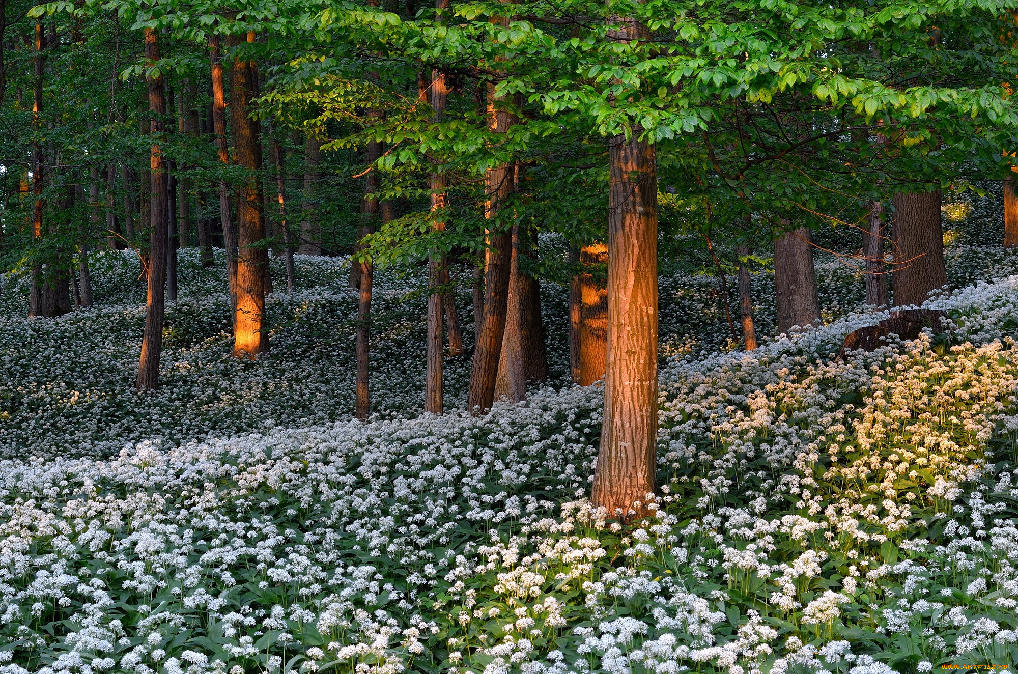 природа, лес, деревья