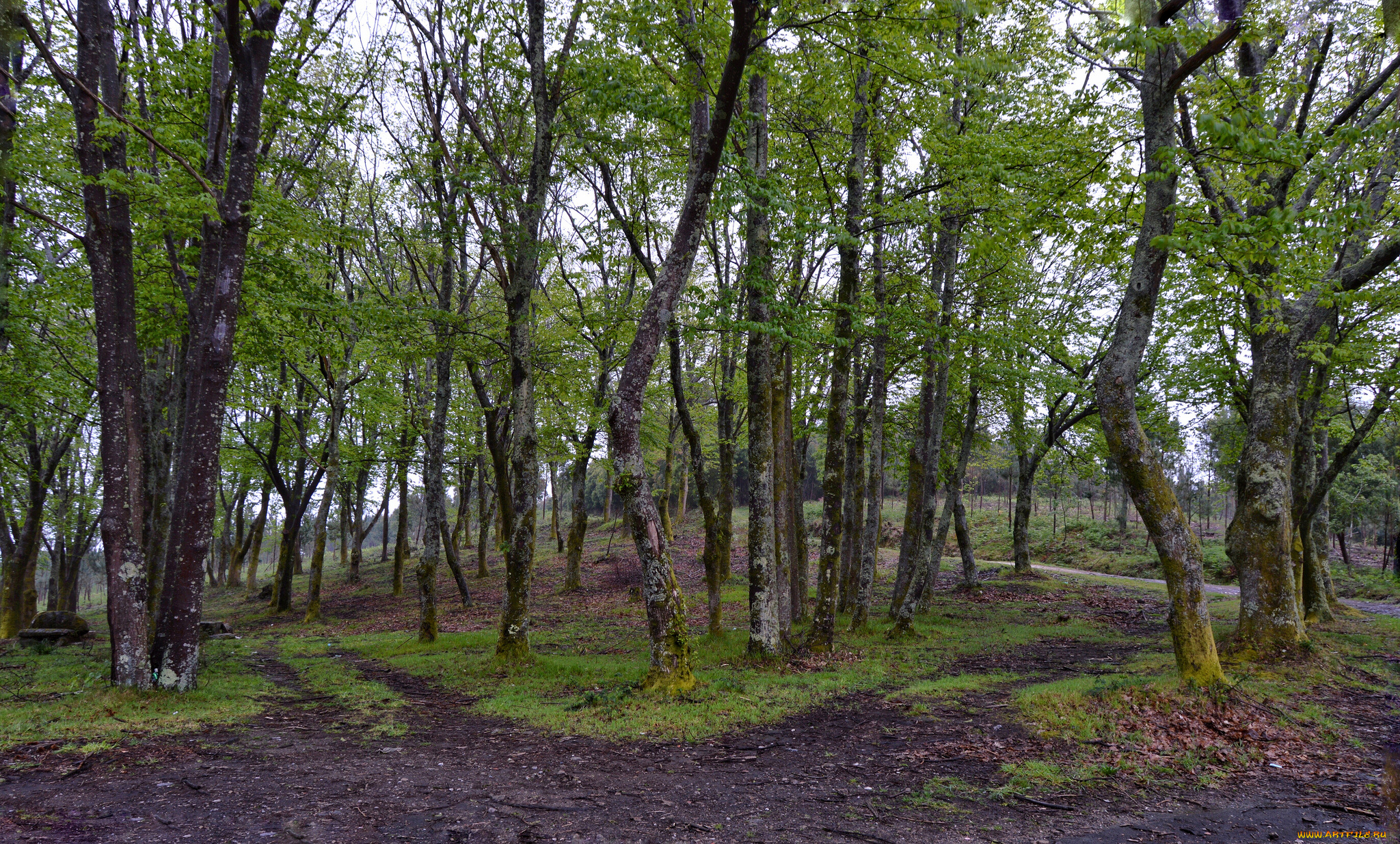 природа, лес, деревья