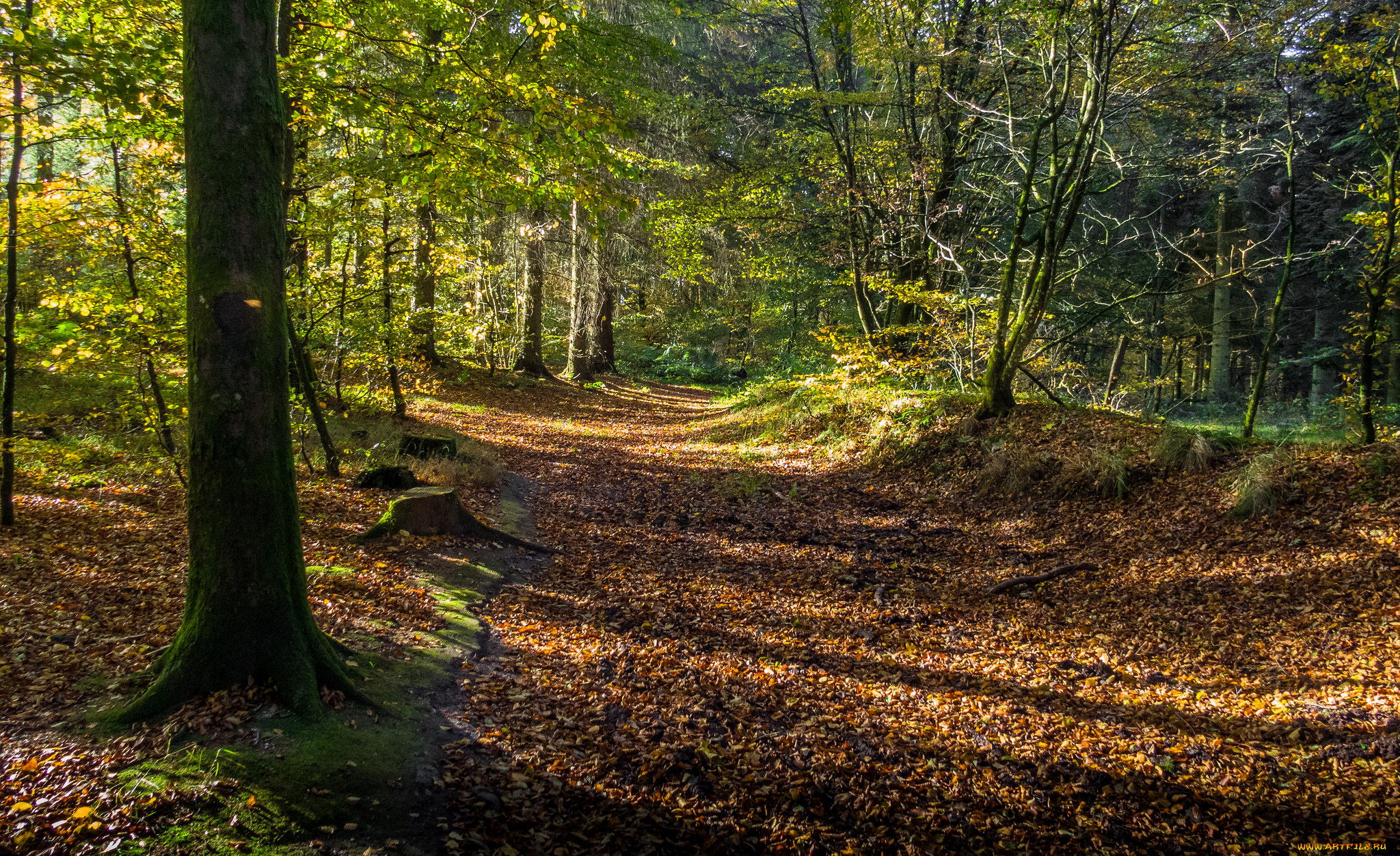 природа, лес, деревья