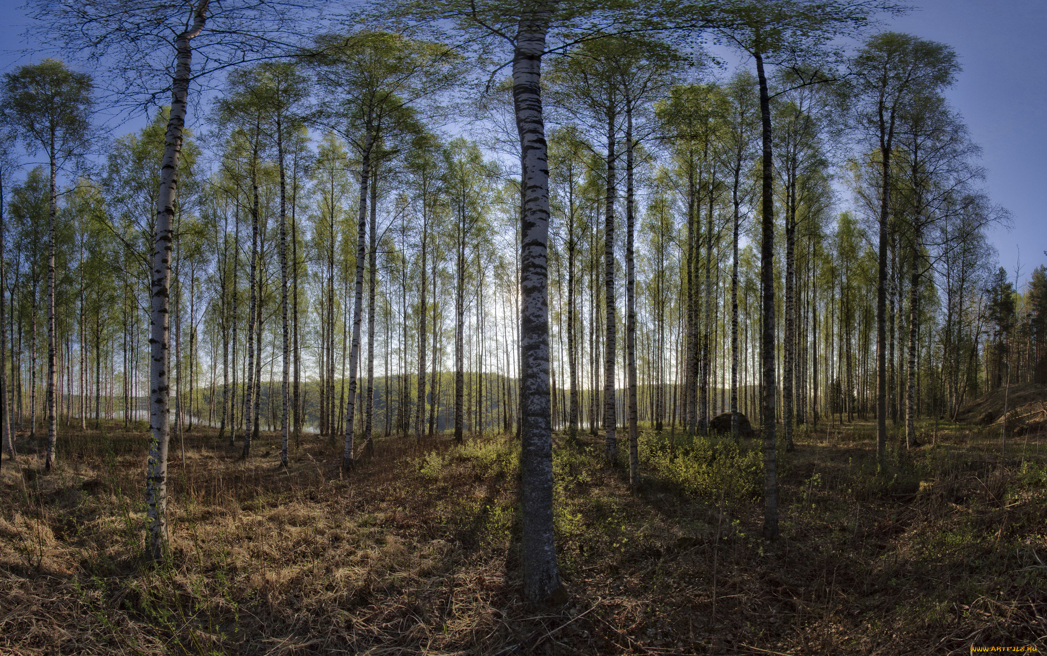 природа, лес, деревья