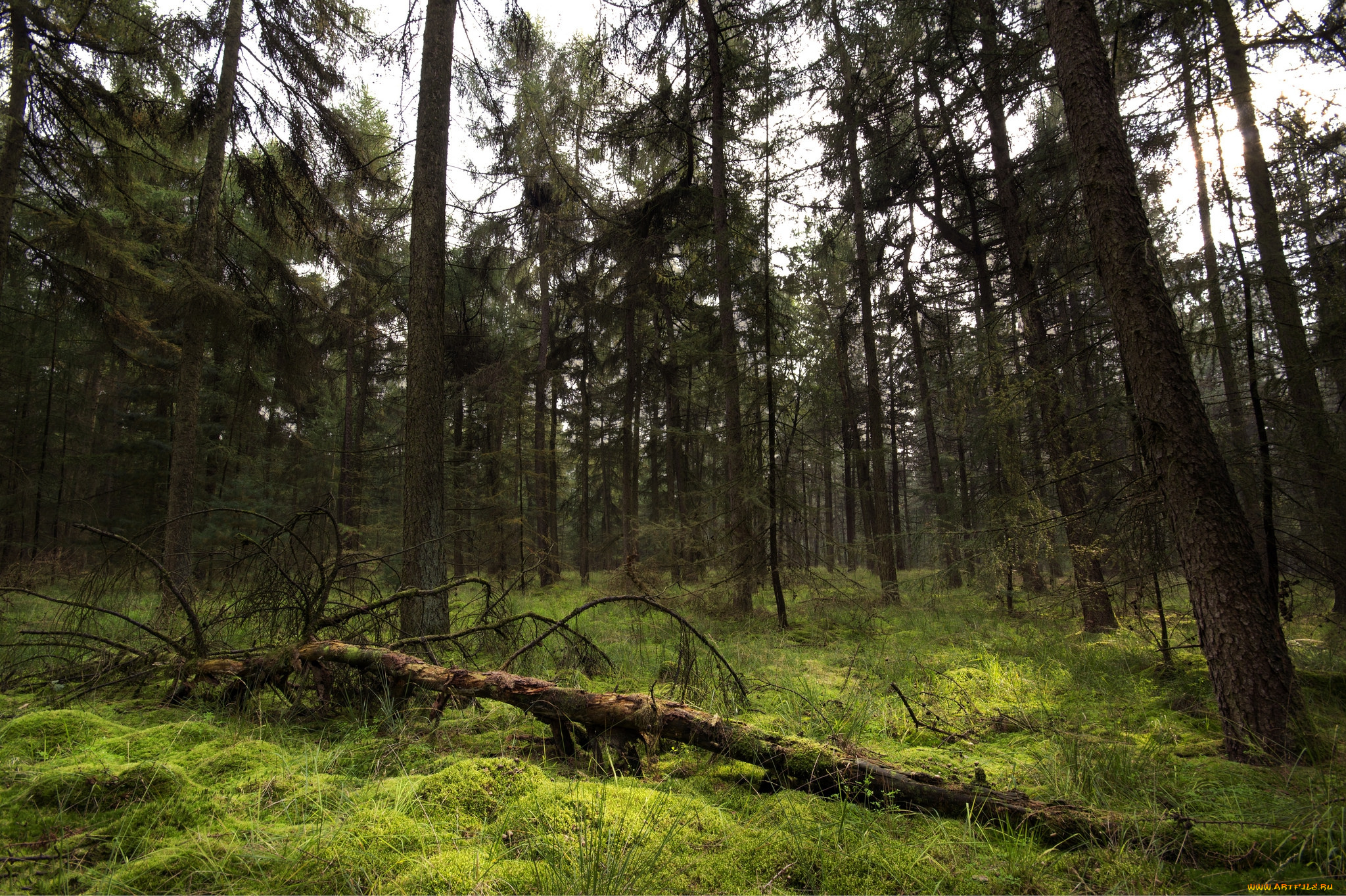 природа, лес, деревья