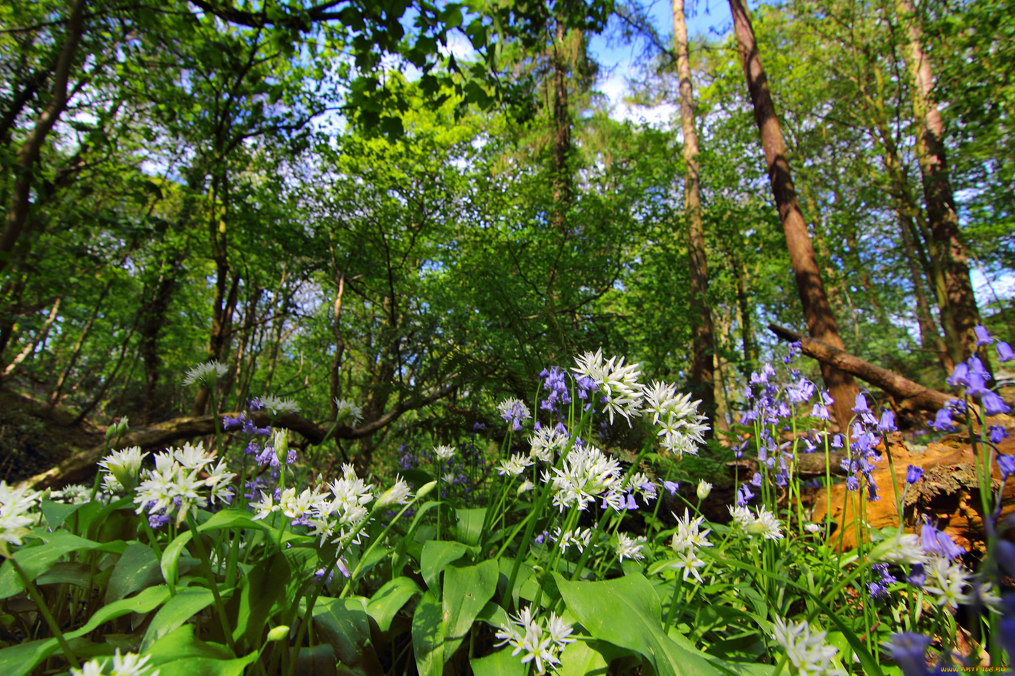 природа, лес, деревья