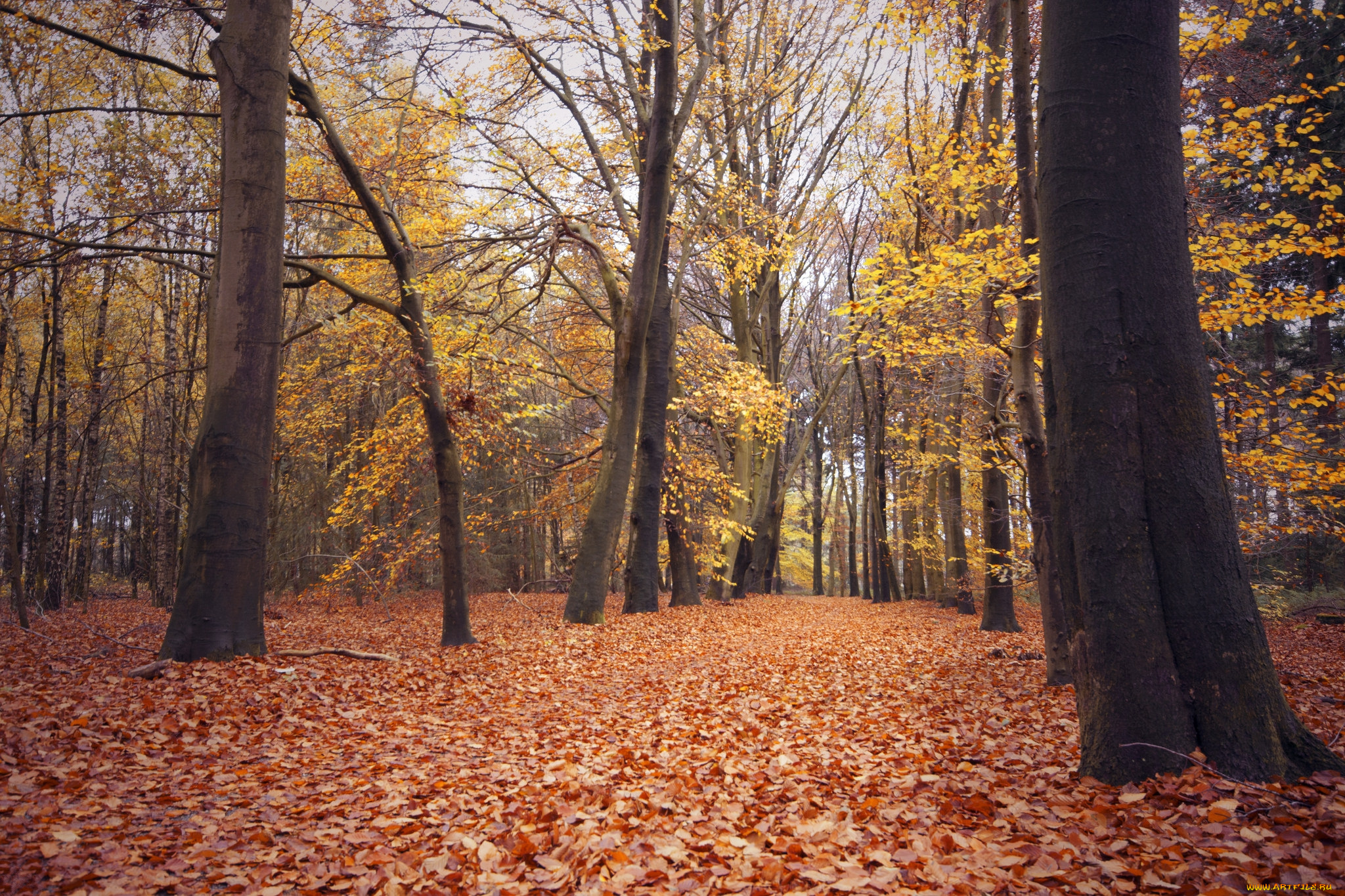 природа, лес, деревья