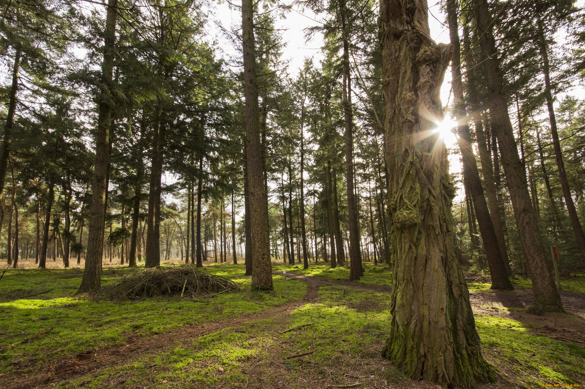 природа, лес, деревья