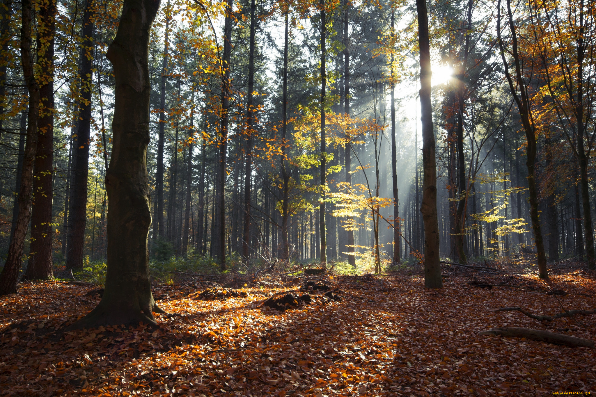 природа, лес, деревья
