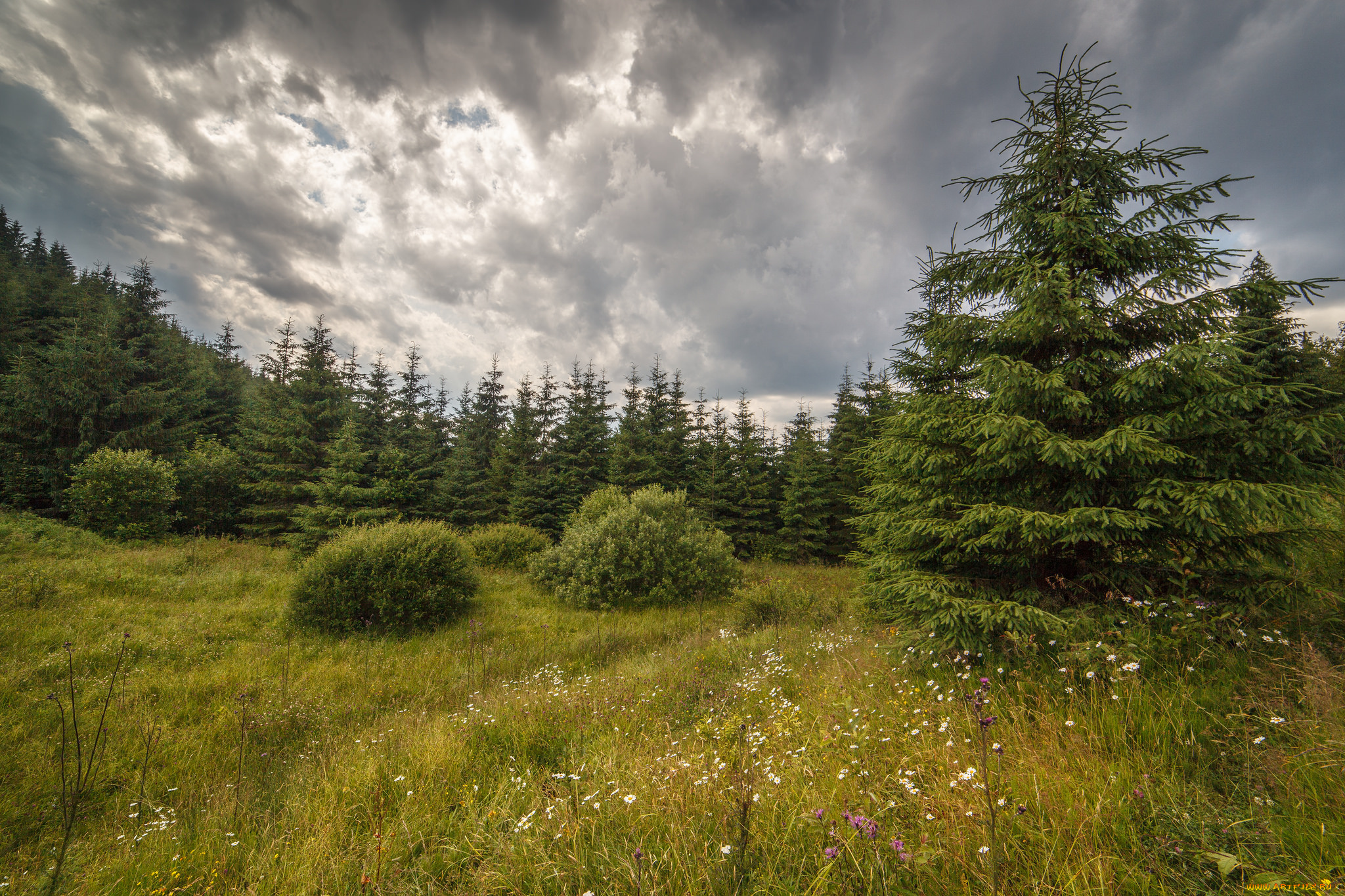 природа, лес, деревья