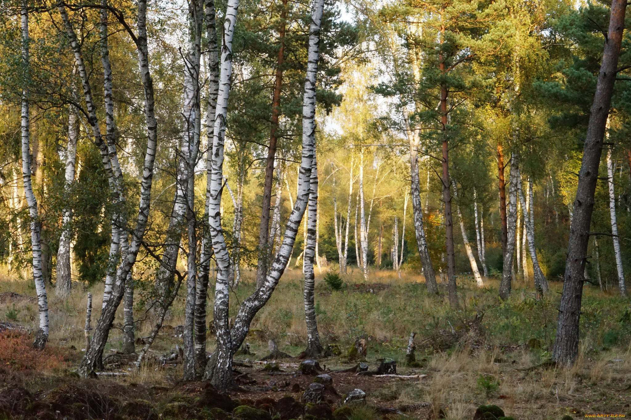 природа, лес, деревья