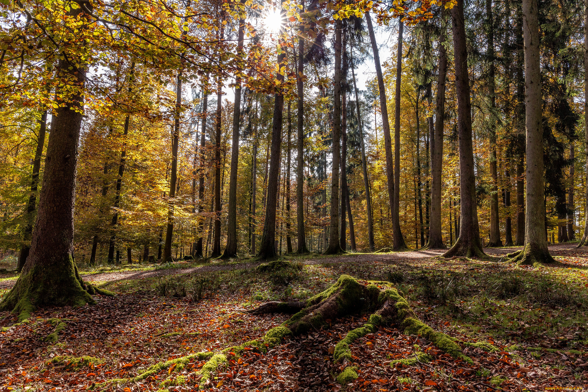 природа, лес, деревья