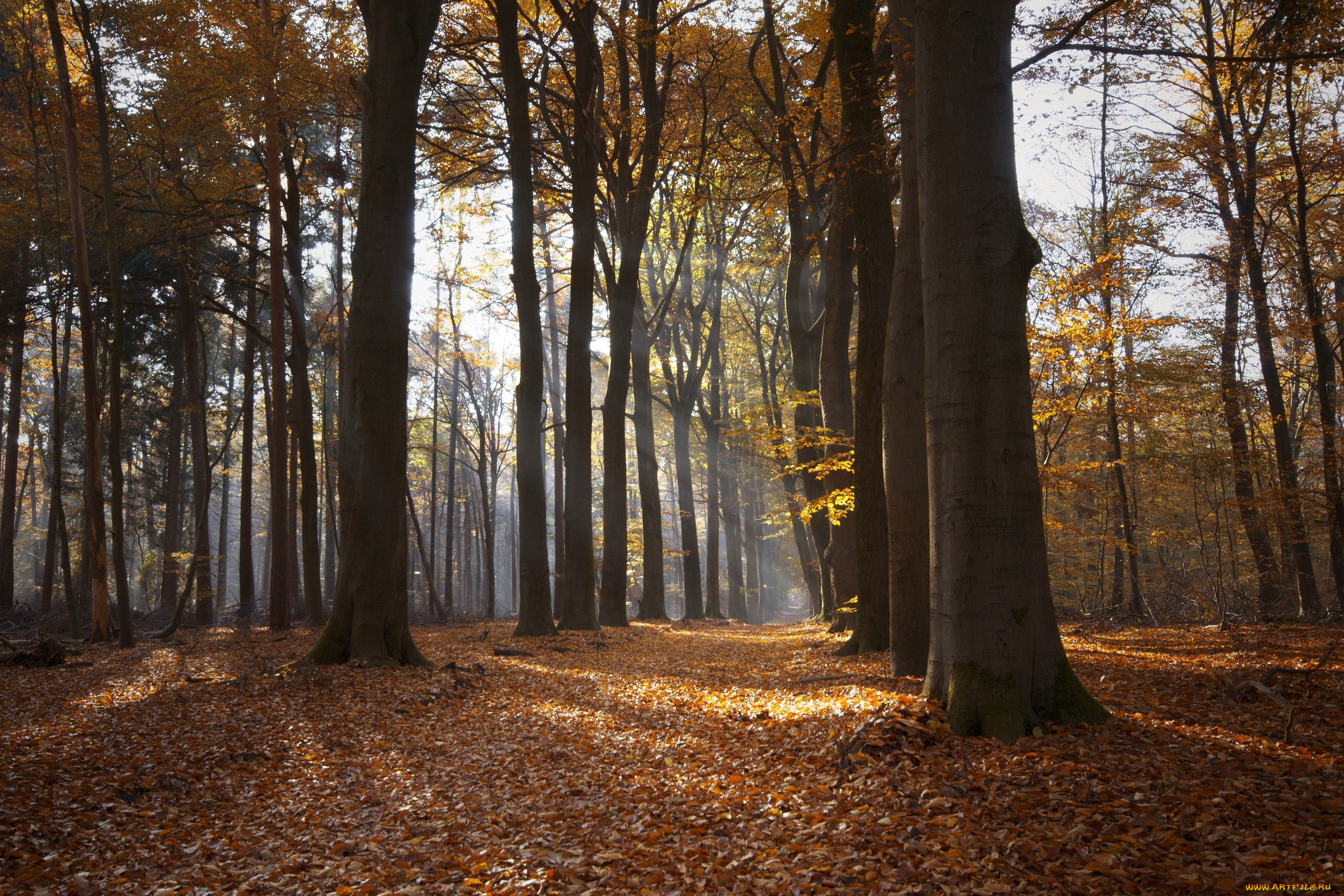 природа, лес, деревья