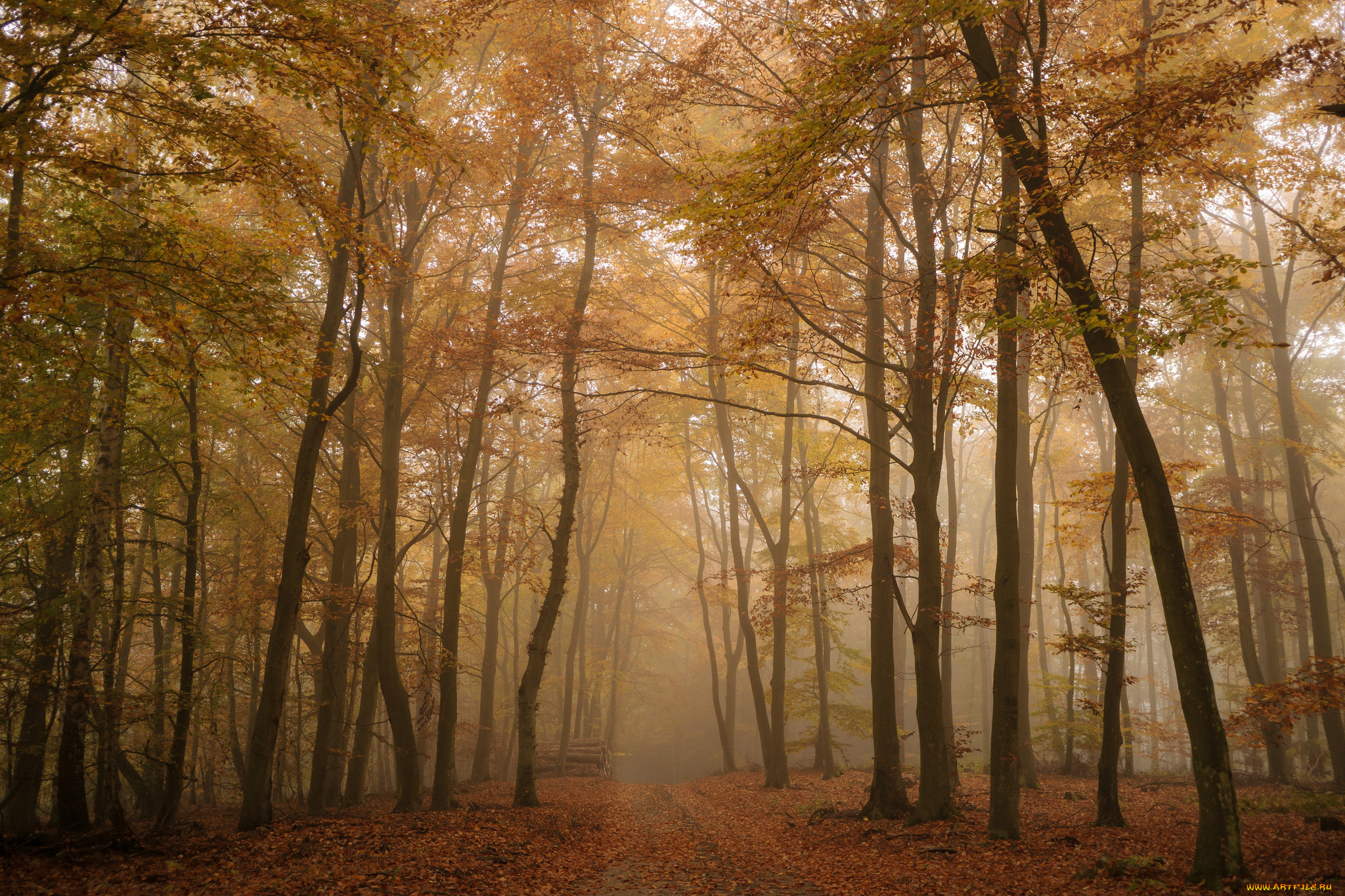 природа, лес, деревья