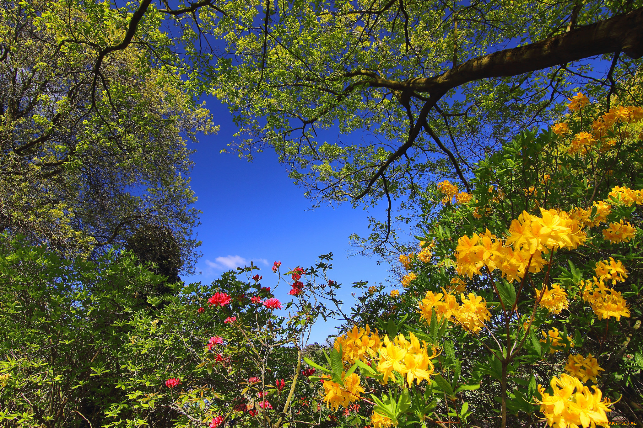 природа, лес, деревья