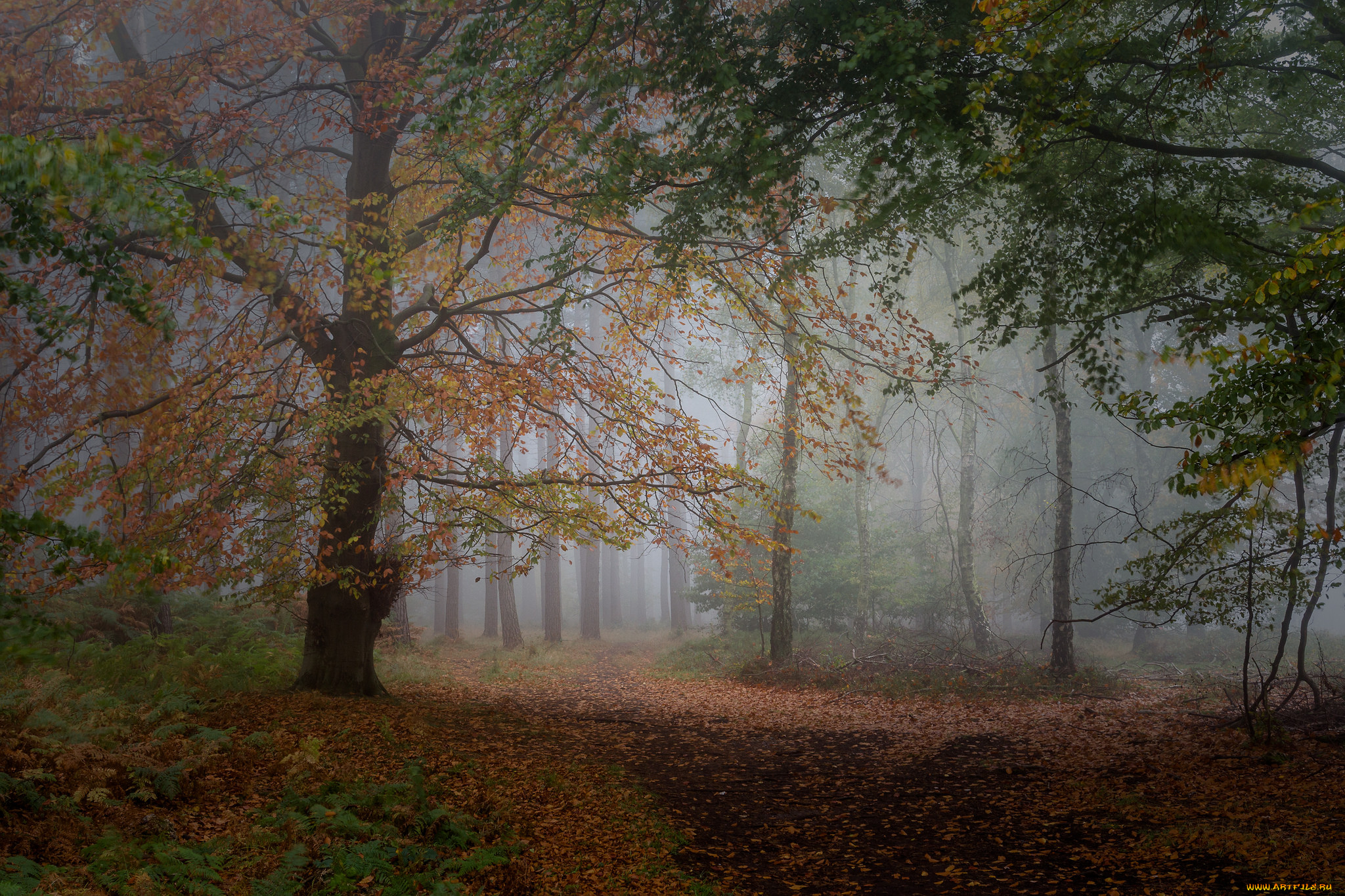 природа, лес, деревья
