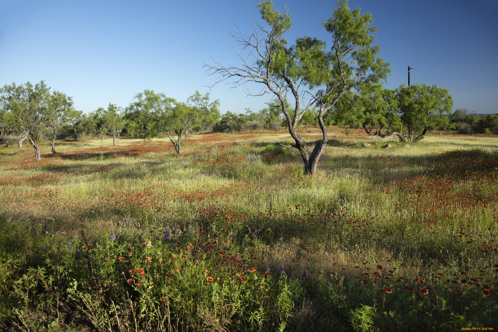 природа, луга, цветы, деревья, трава