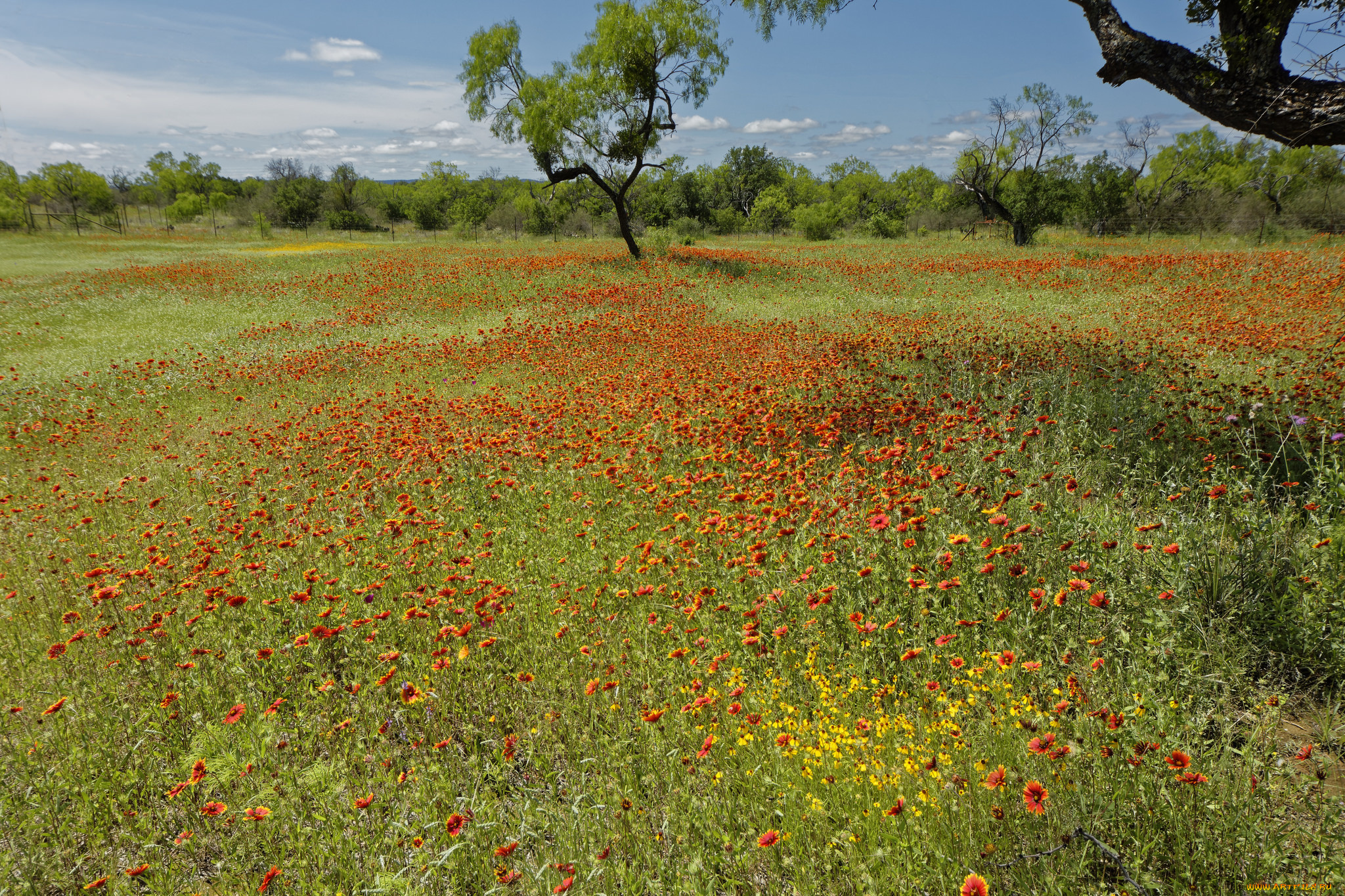 природа, луга, цветы, деревья, трава