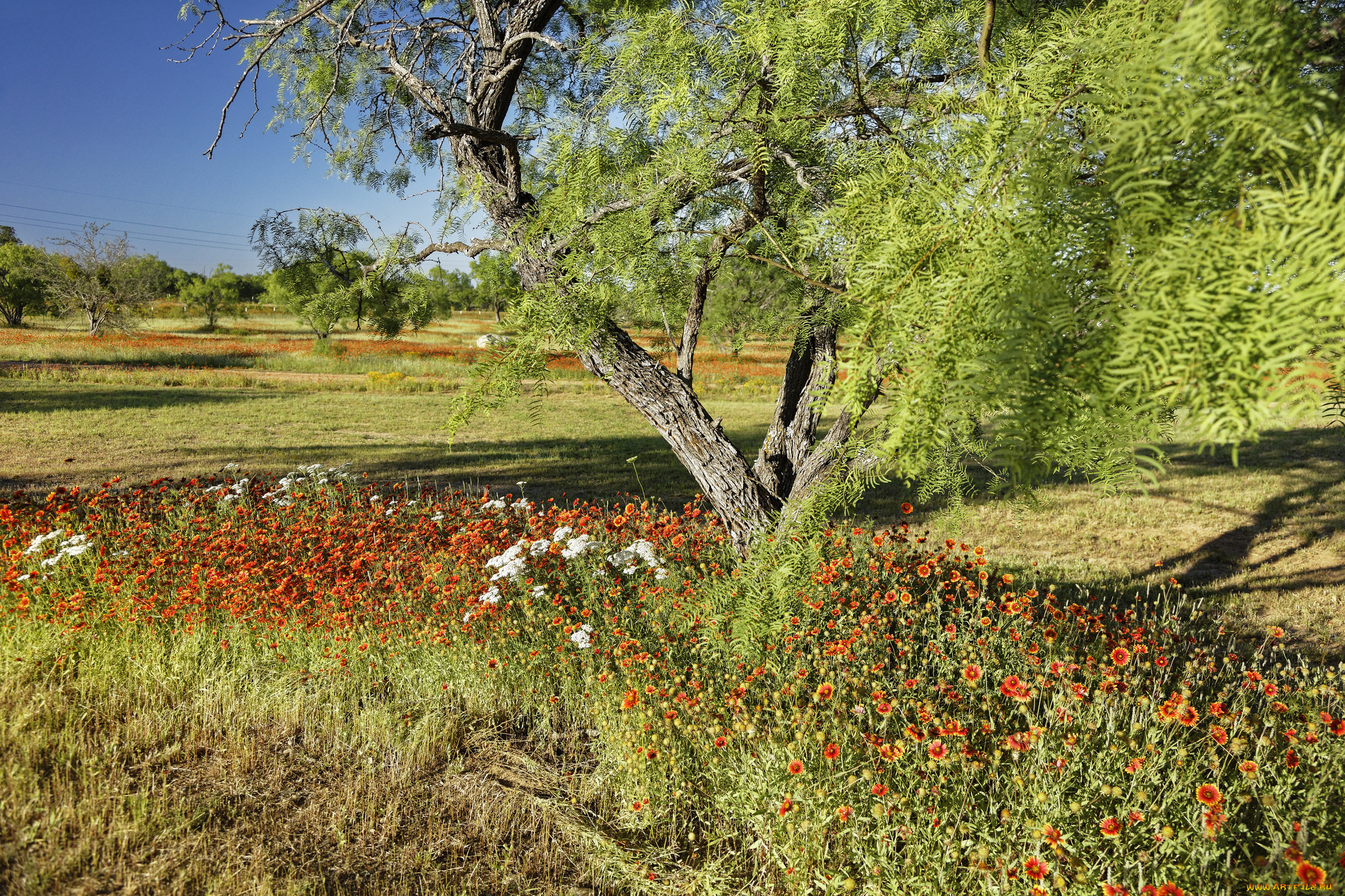 природа, луга, деревья, трава, цветы