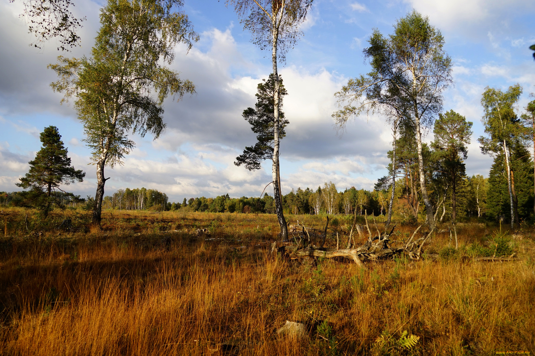 природа, пейзажи, деревья