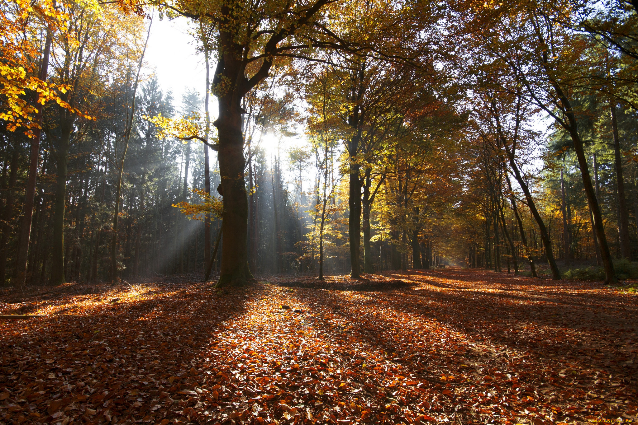 природа, лес, деревья