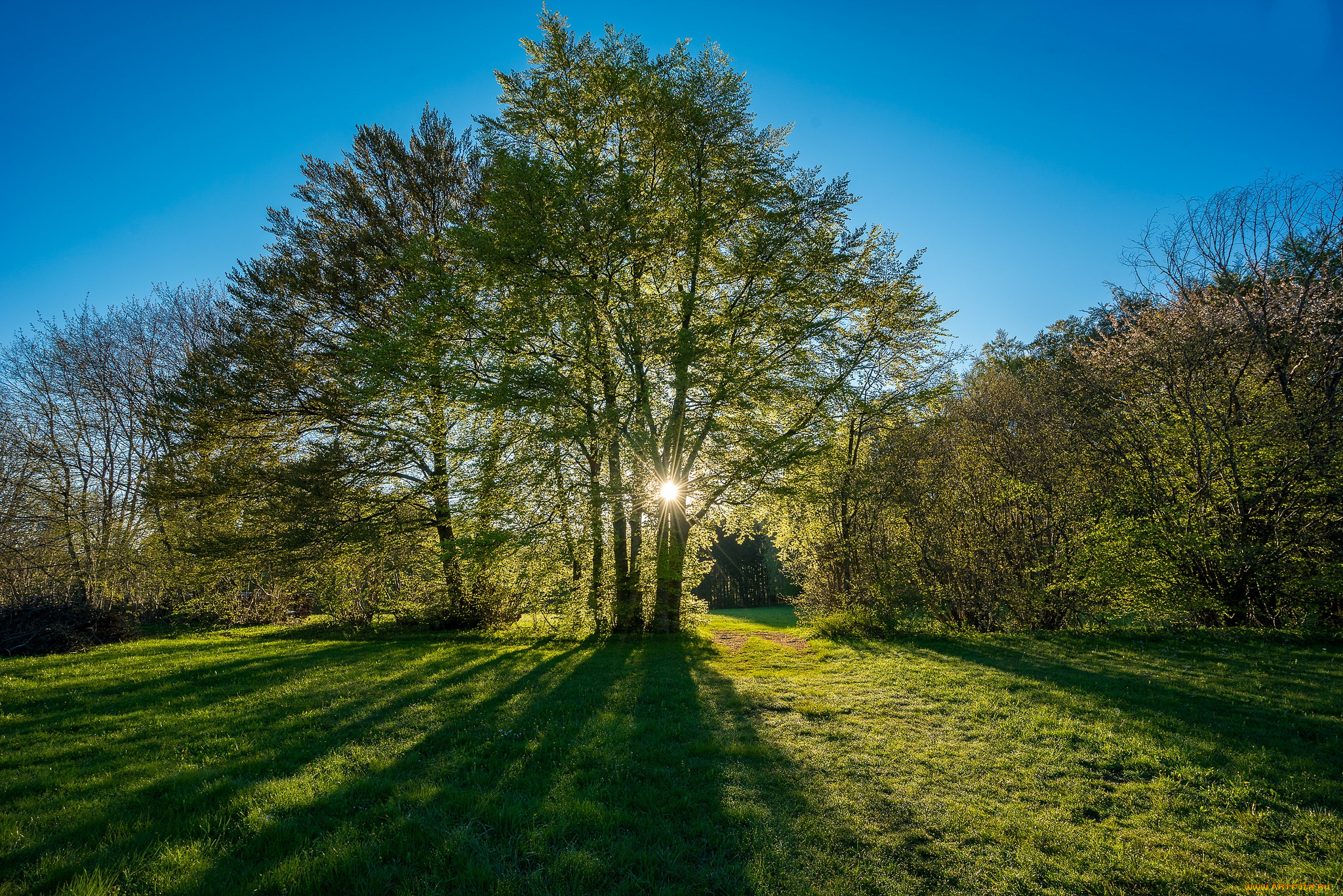 природа, лес, деревья