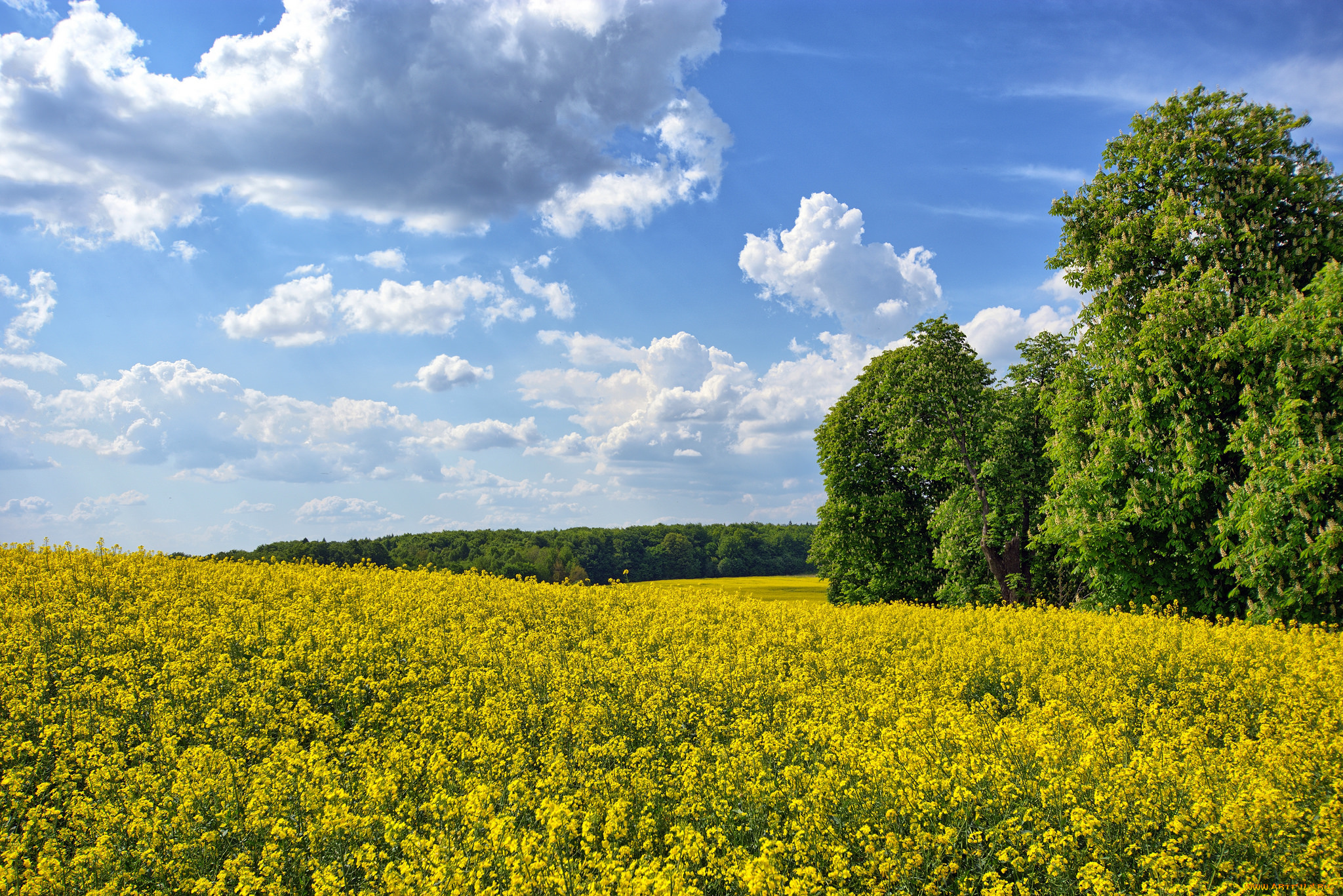 природа, пейзажи, цветы, трава, лес