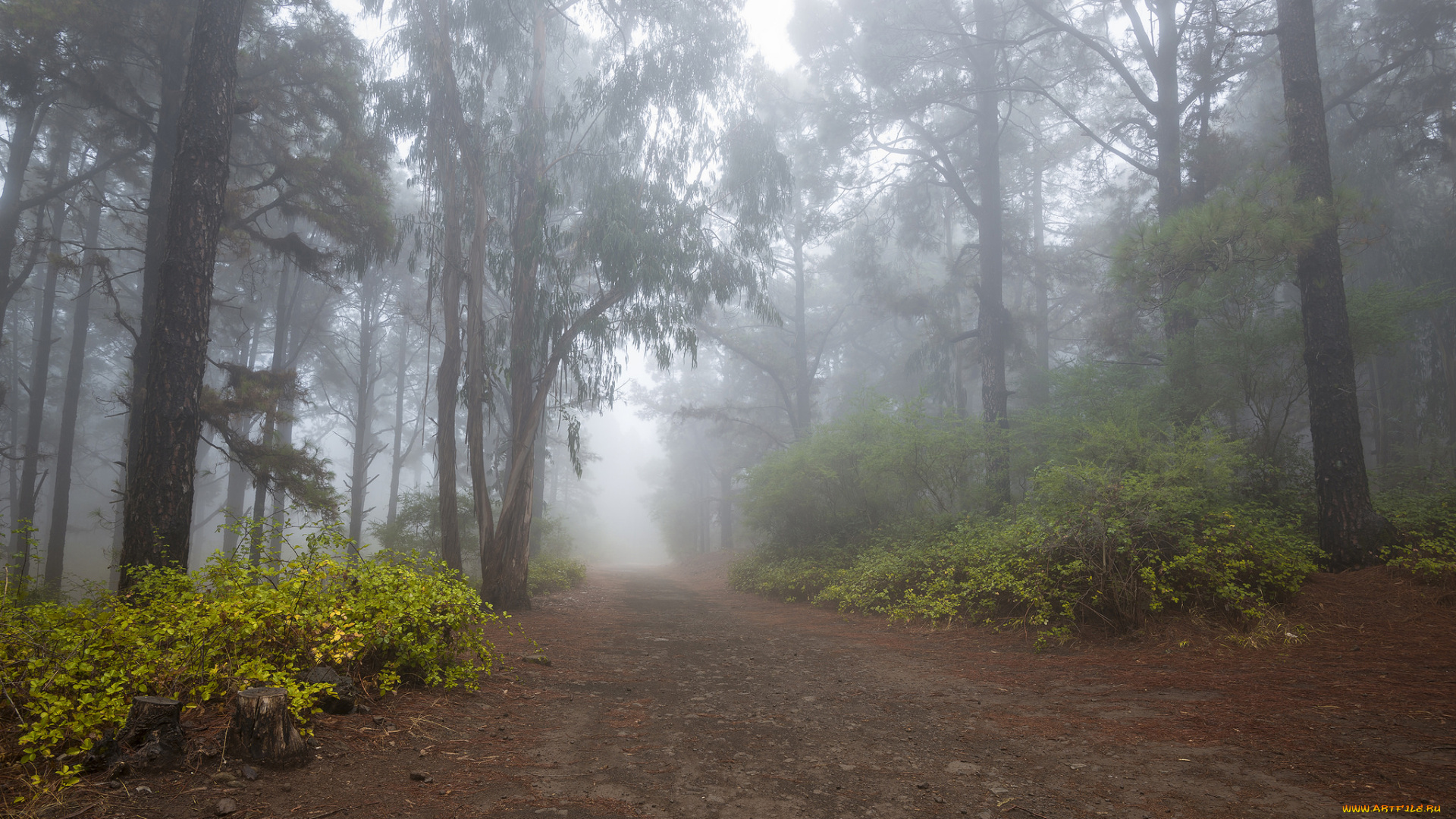 природа, дороги, тракт