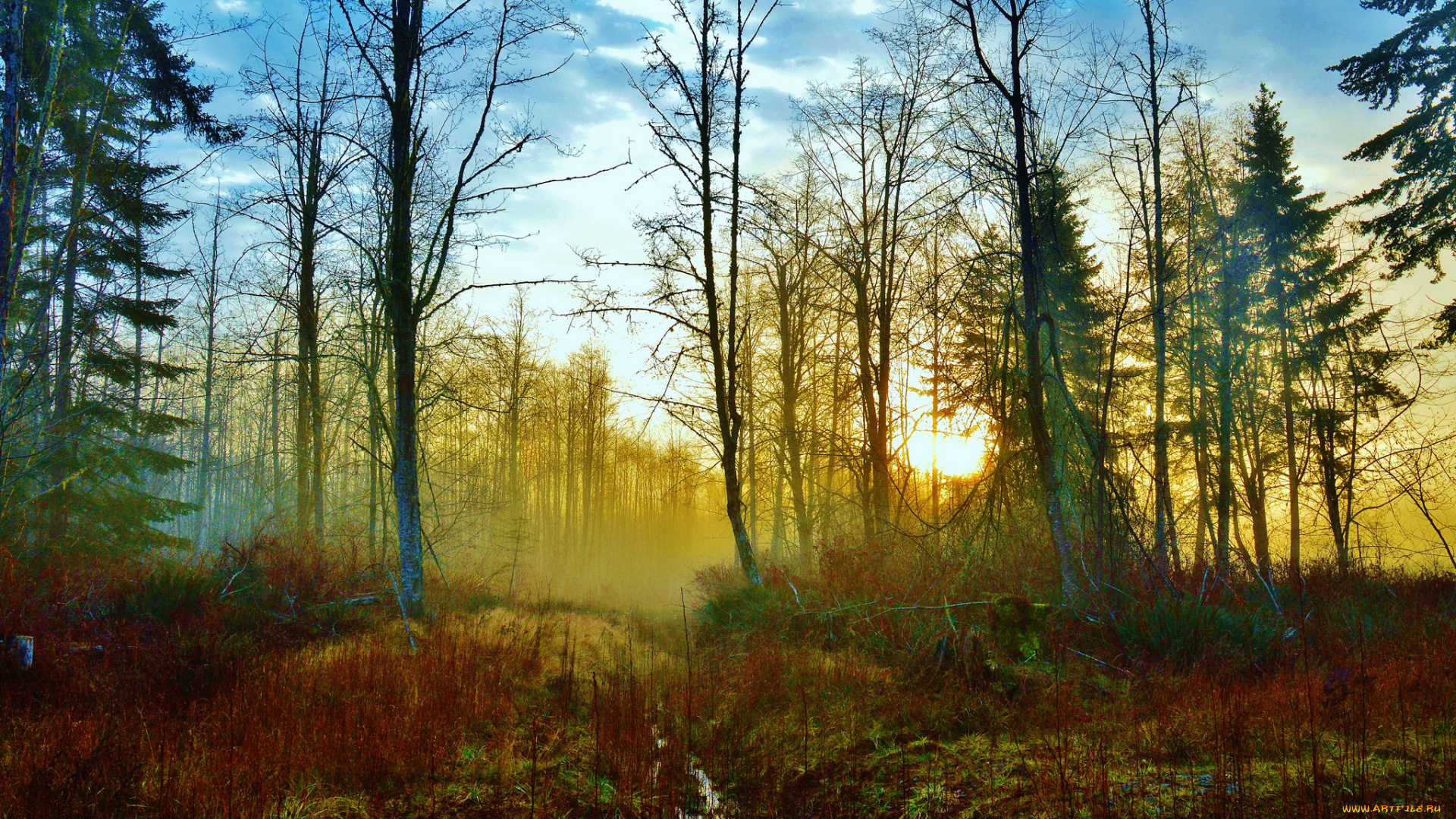 природа, лес, деревья