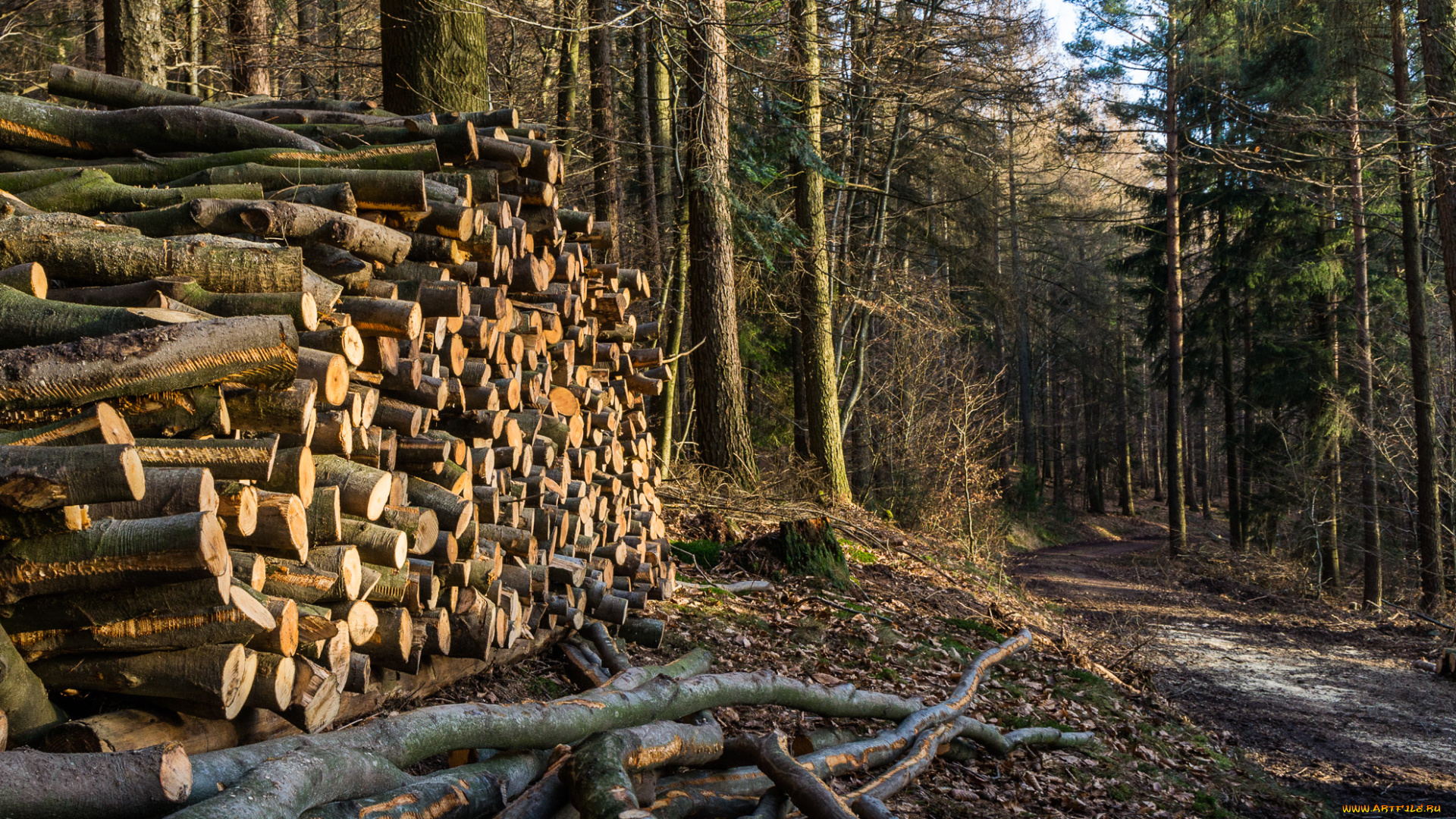 природа, лес, деревья