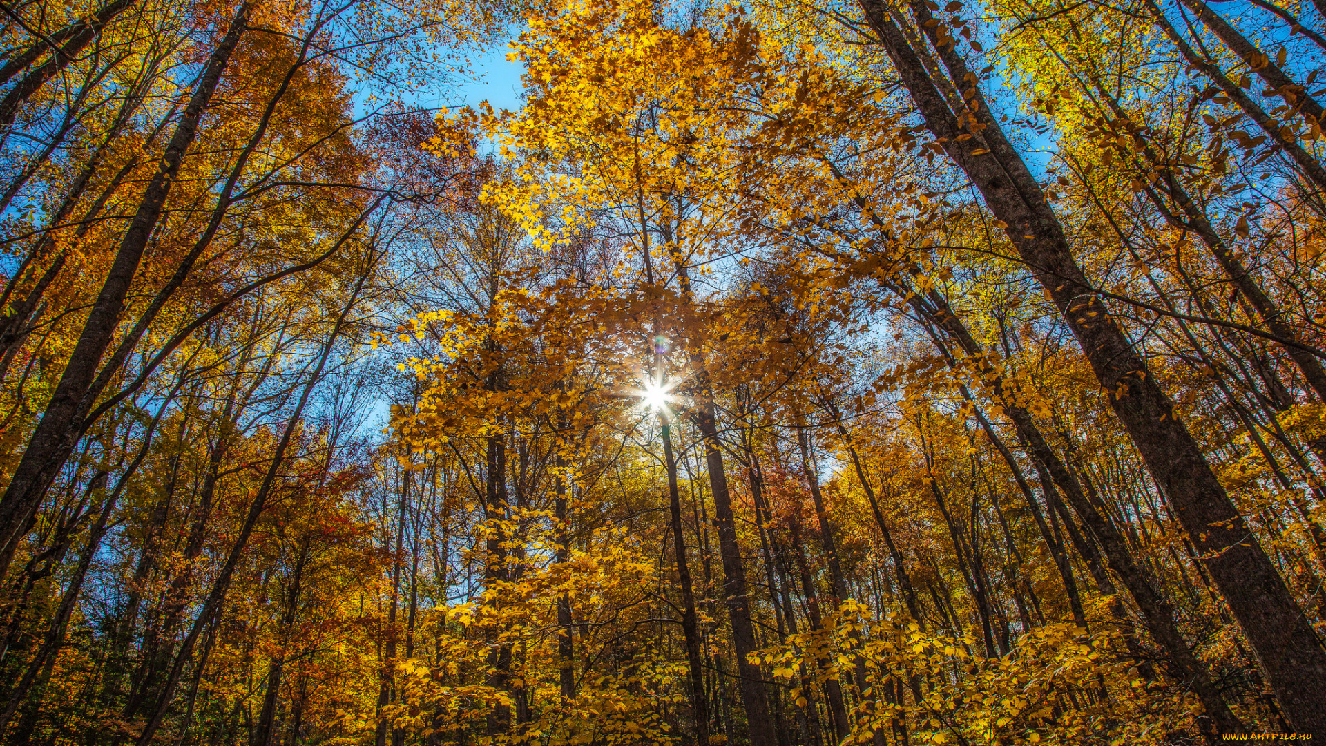 природа, лес, деревья