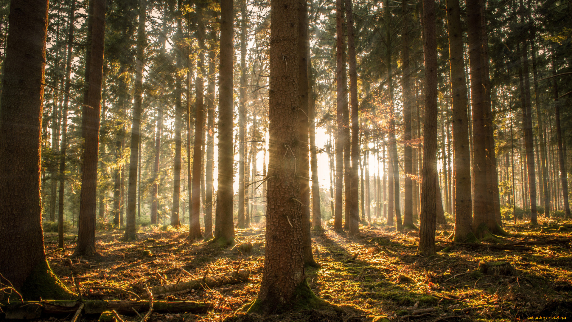 природа, лес, деревья