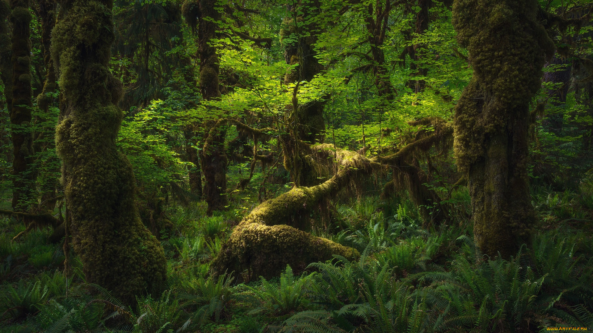 природа, лес, деревья, папоротники, зелень