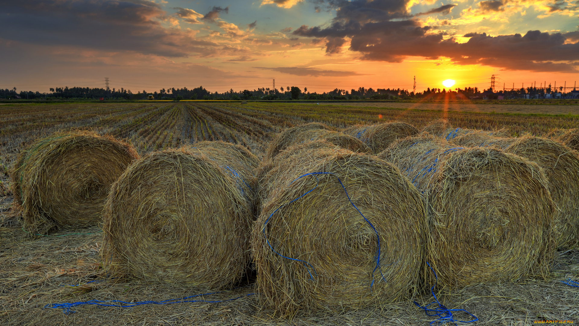 природа, поля, рассвет