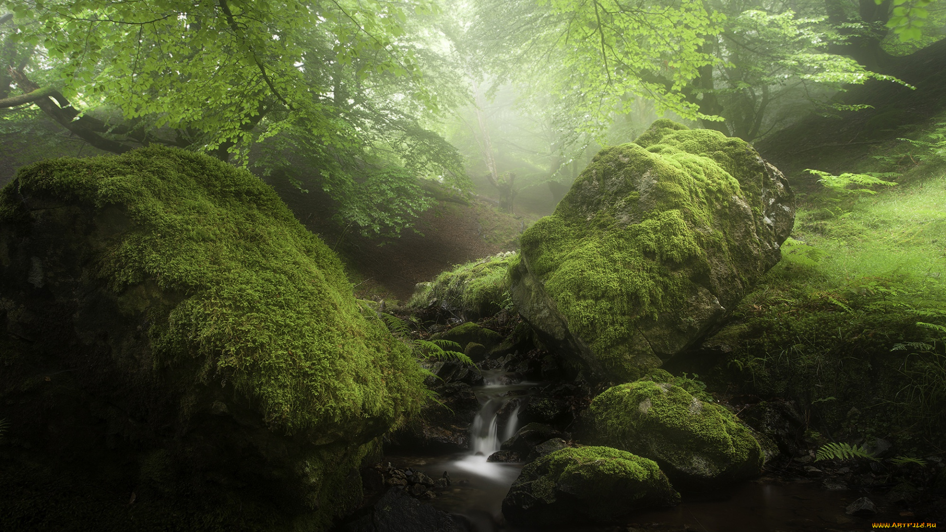 природа, реки, озера, мох, ручей, лес, зелень, камни