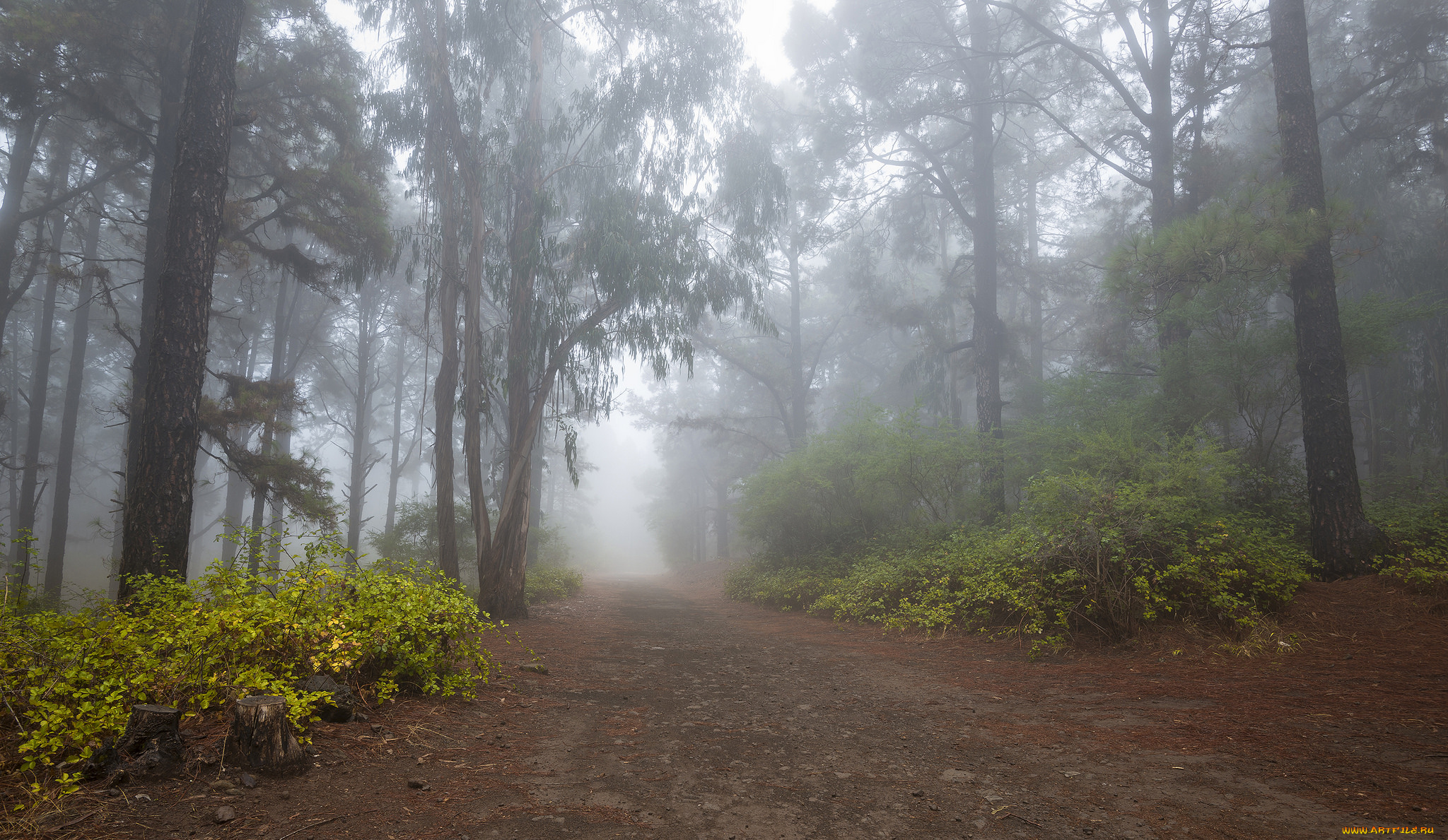 природа, дороги, тракт