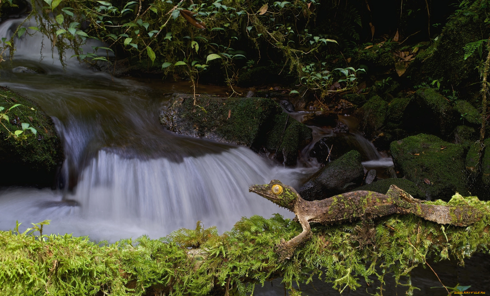 природа, реки, озера, поток, камни, лес