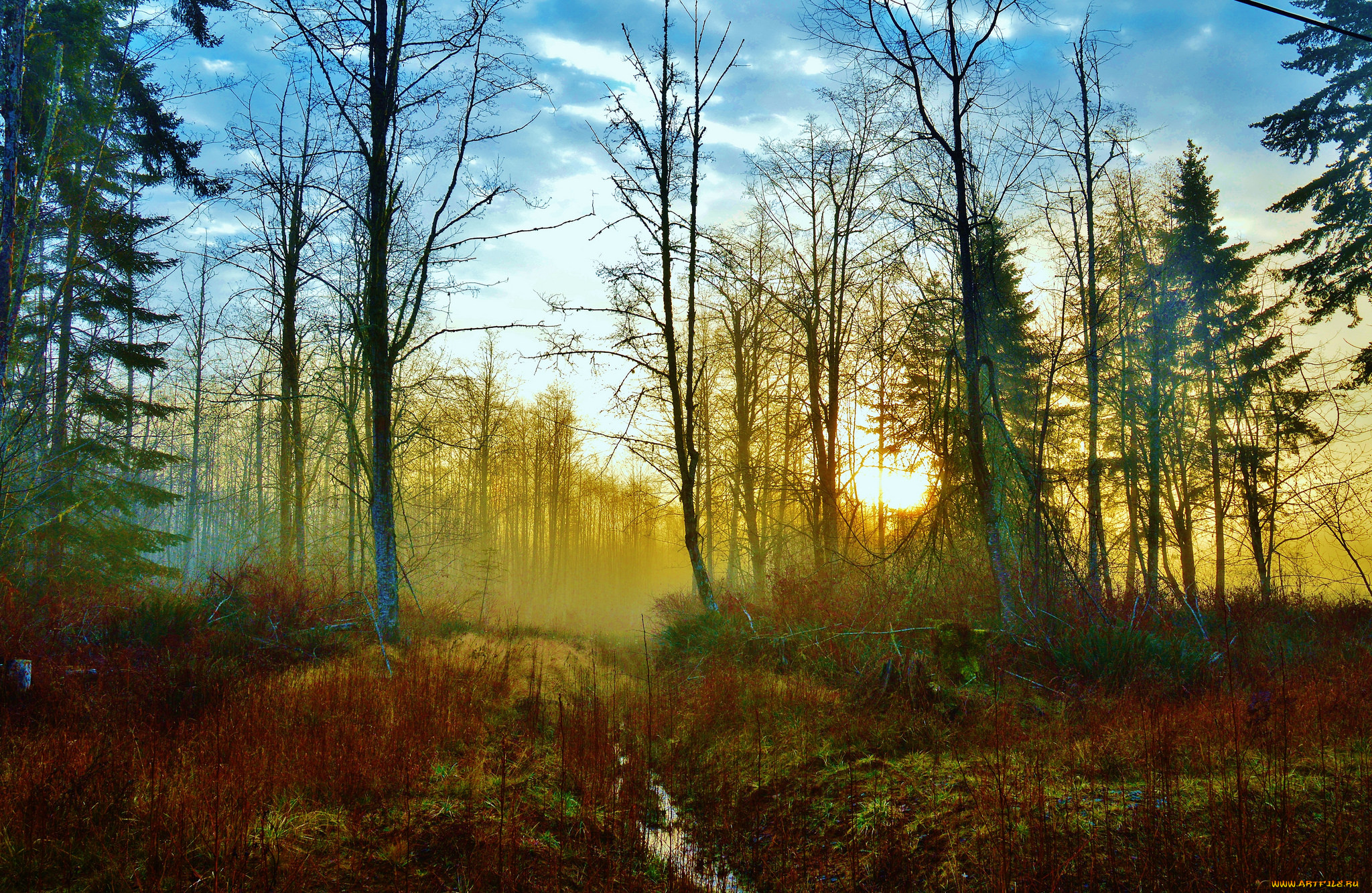 природа, лес, деревья