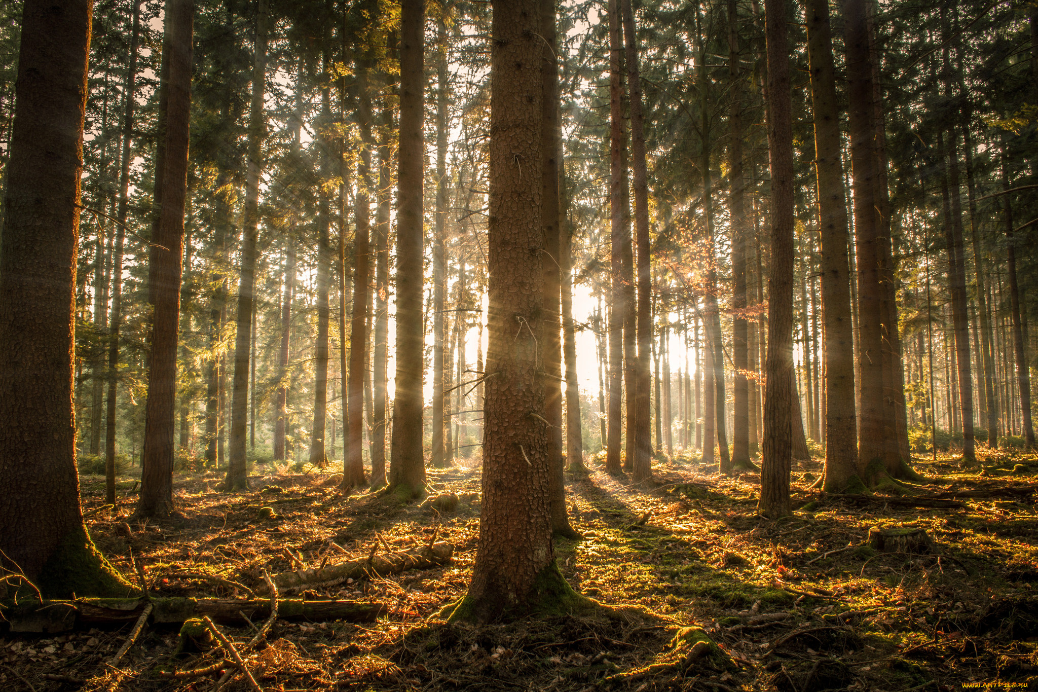 природа, лес, деревья