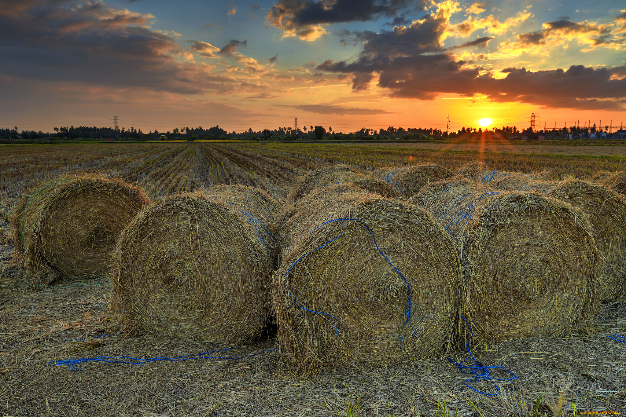 природа, поля, рассвет