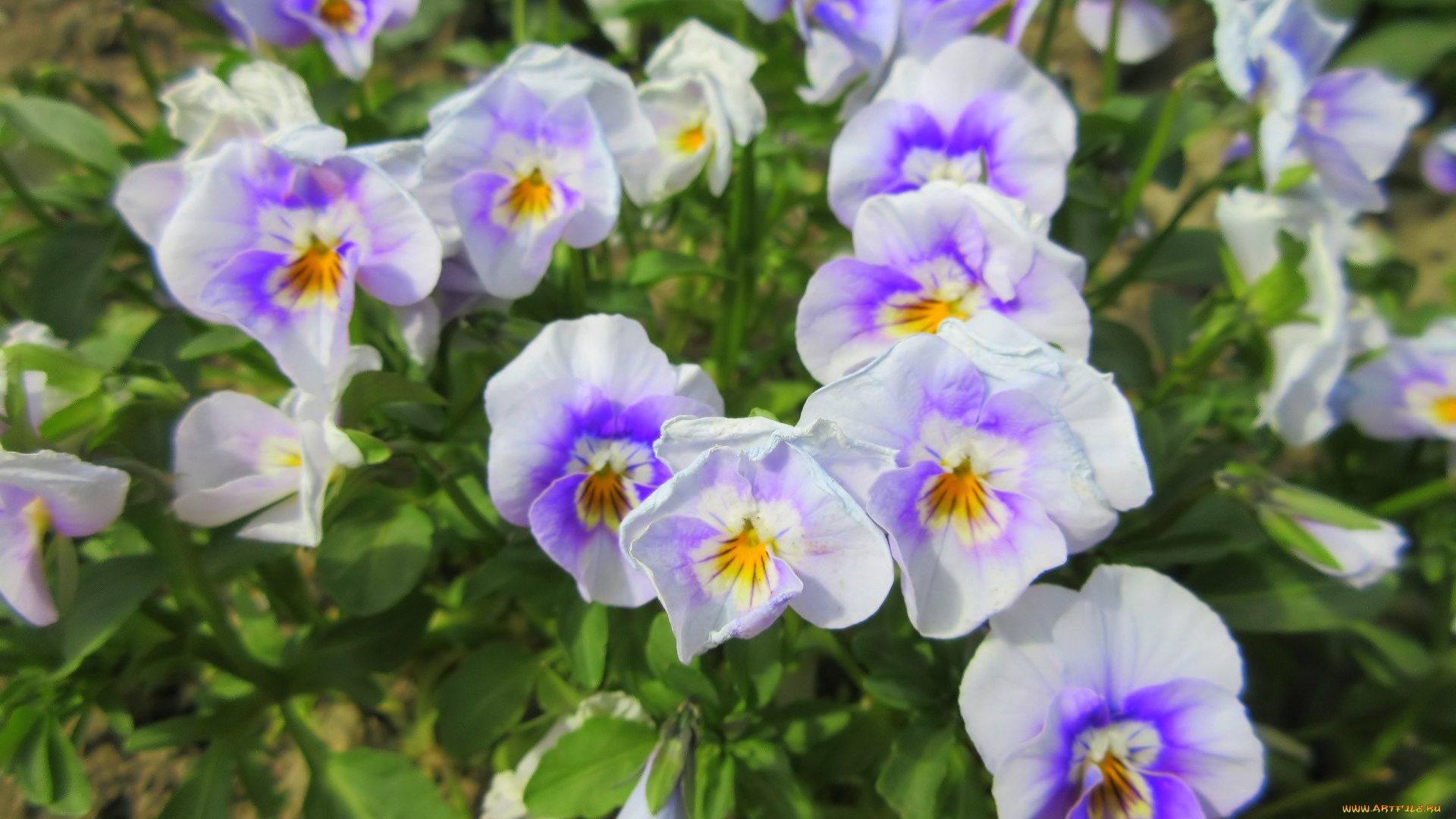 цветы, анютины, глазки, , садовые, фиалки, весна, 2018