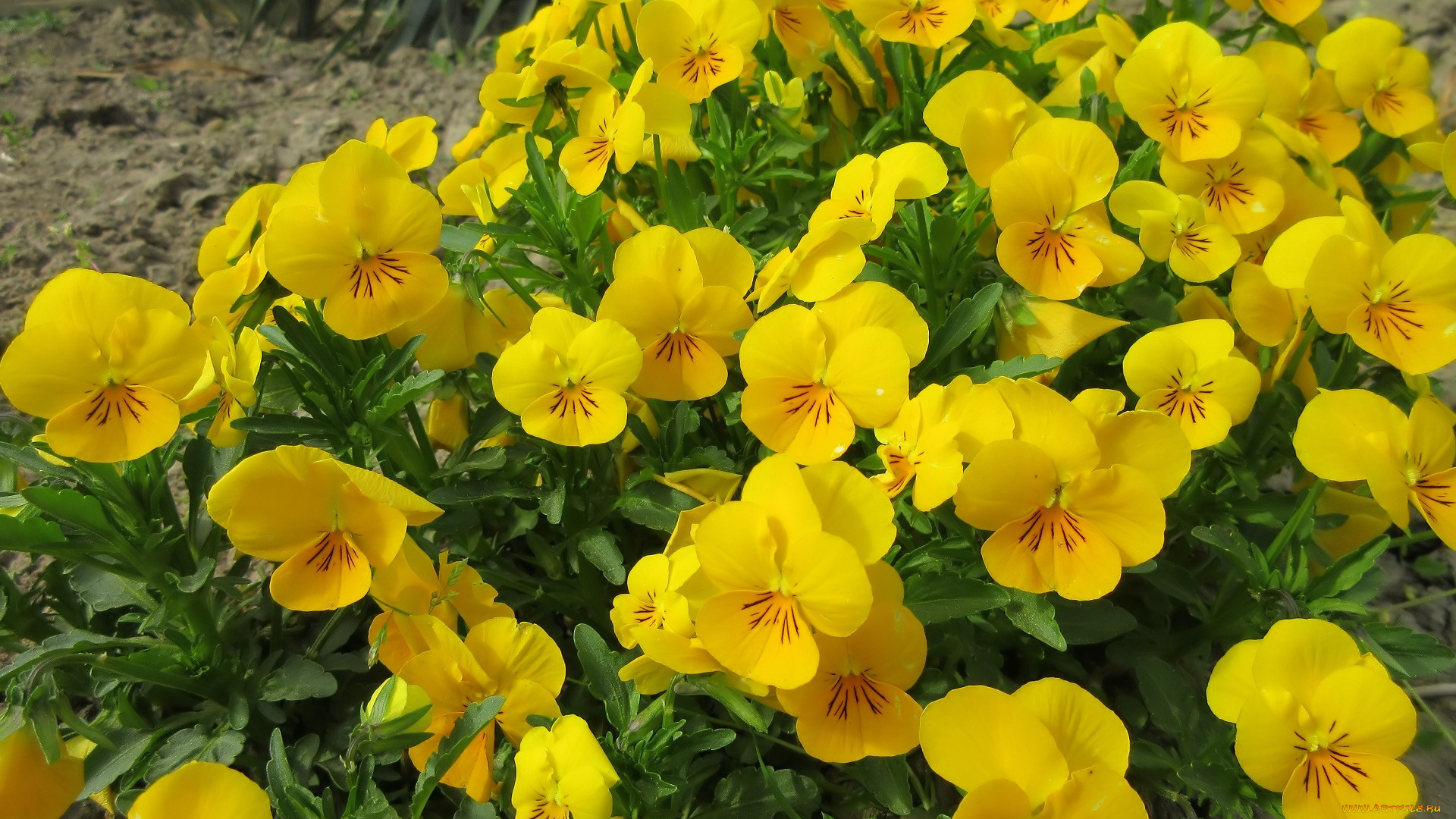 цветы, анютины, глазки, , садовые, фиалки, весна, 2018