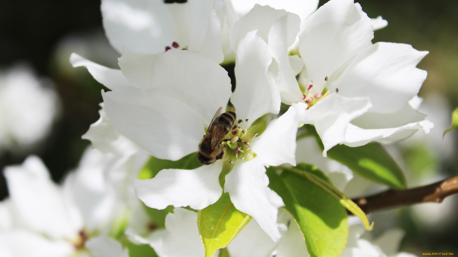 цветы, цветущие, деревья, , , кустарники, белый, кустарники, цветущие, деревья, пчела