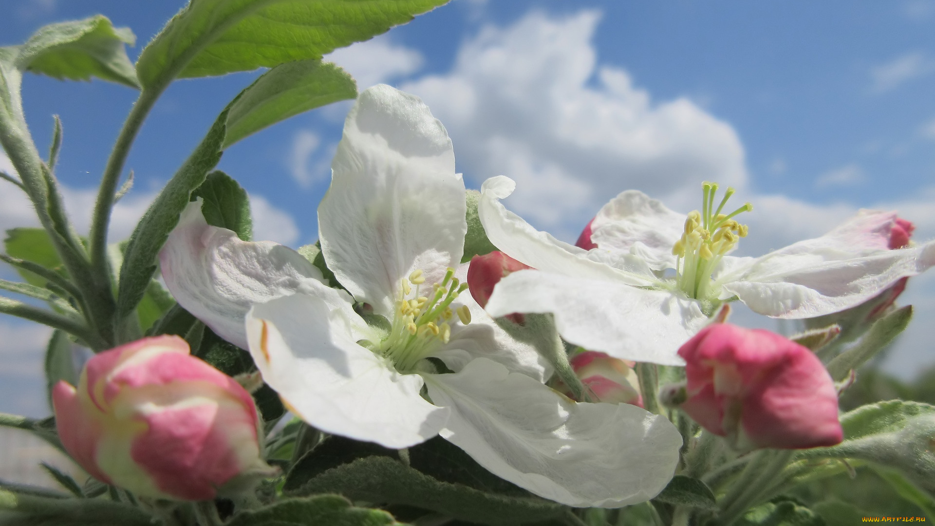 цветы, цветущие, деревья, , , кустарники, весна, 2018